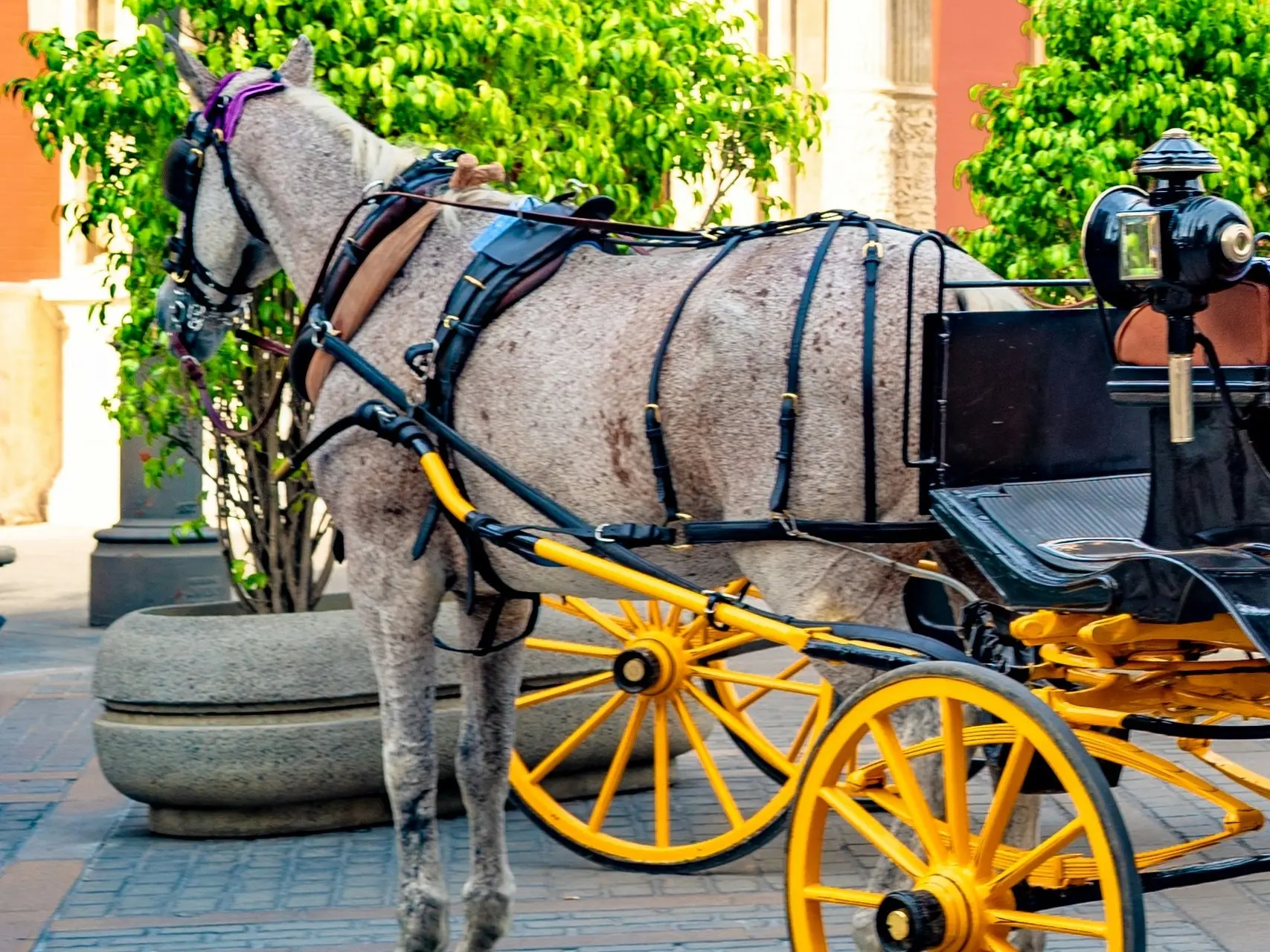 Grey horses with spots