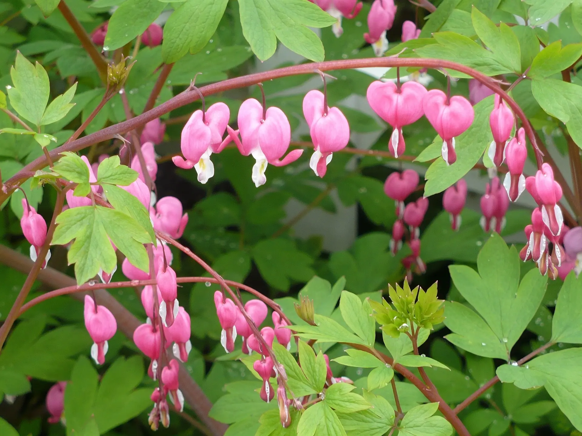 Bleeding Heart