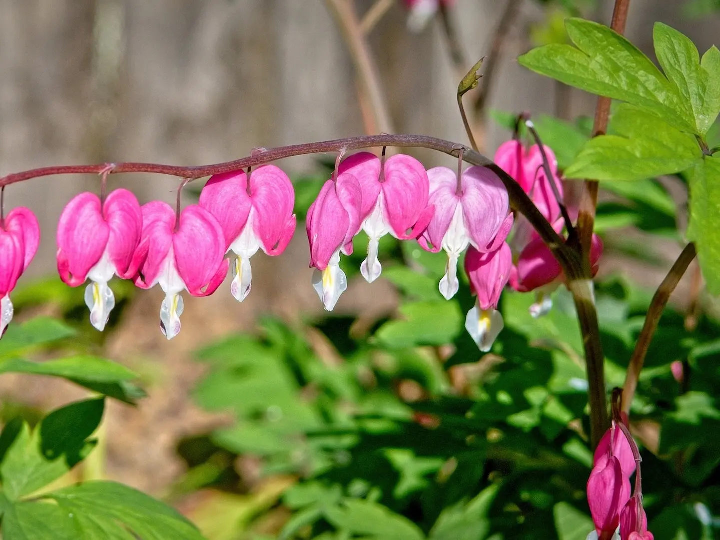 Bleeding Heart