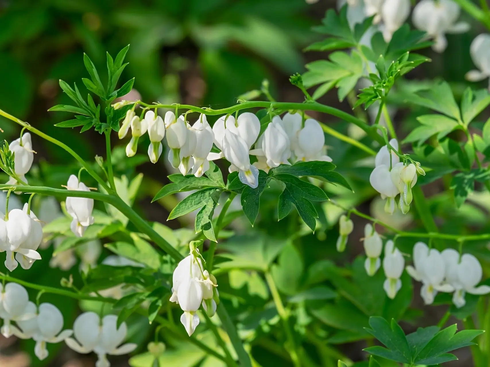 Bleeding Heart