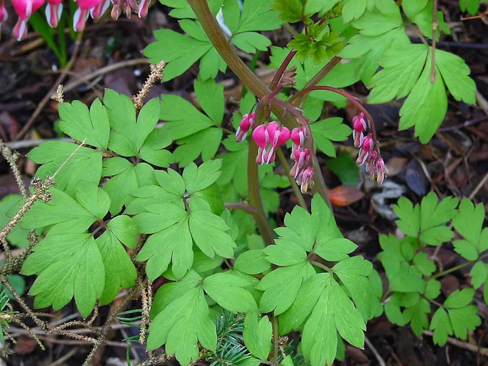 Bleeding Heart