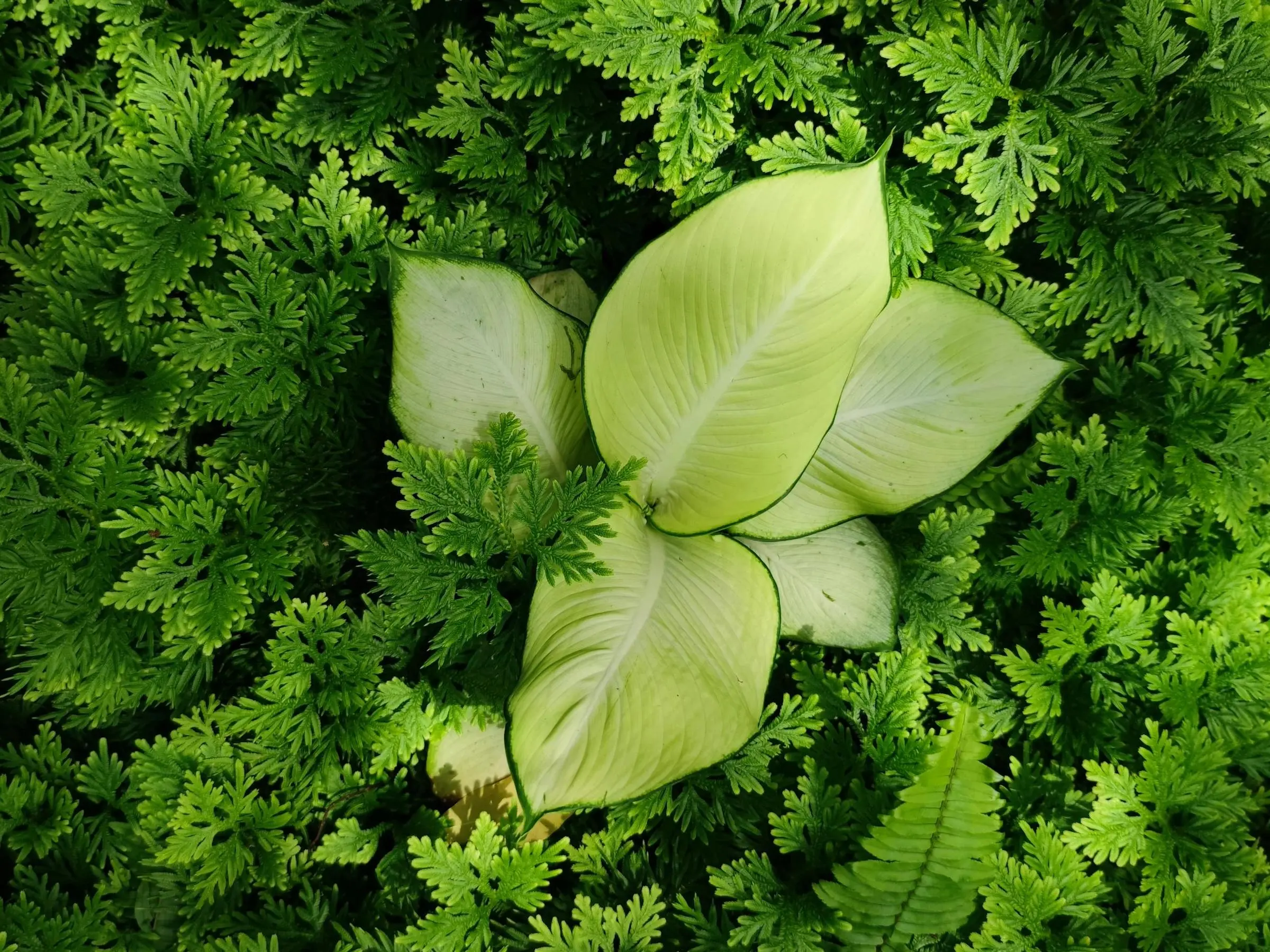 Charming Dieffenbachia