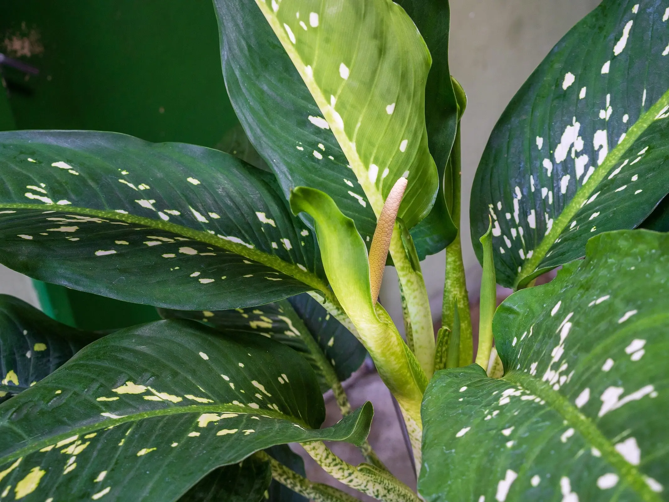 Dieffenbachia