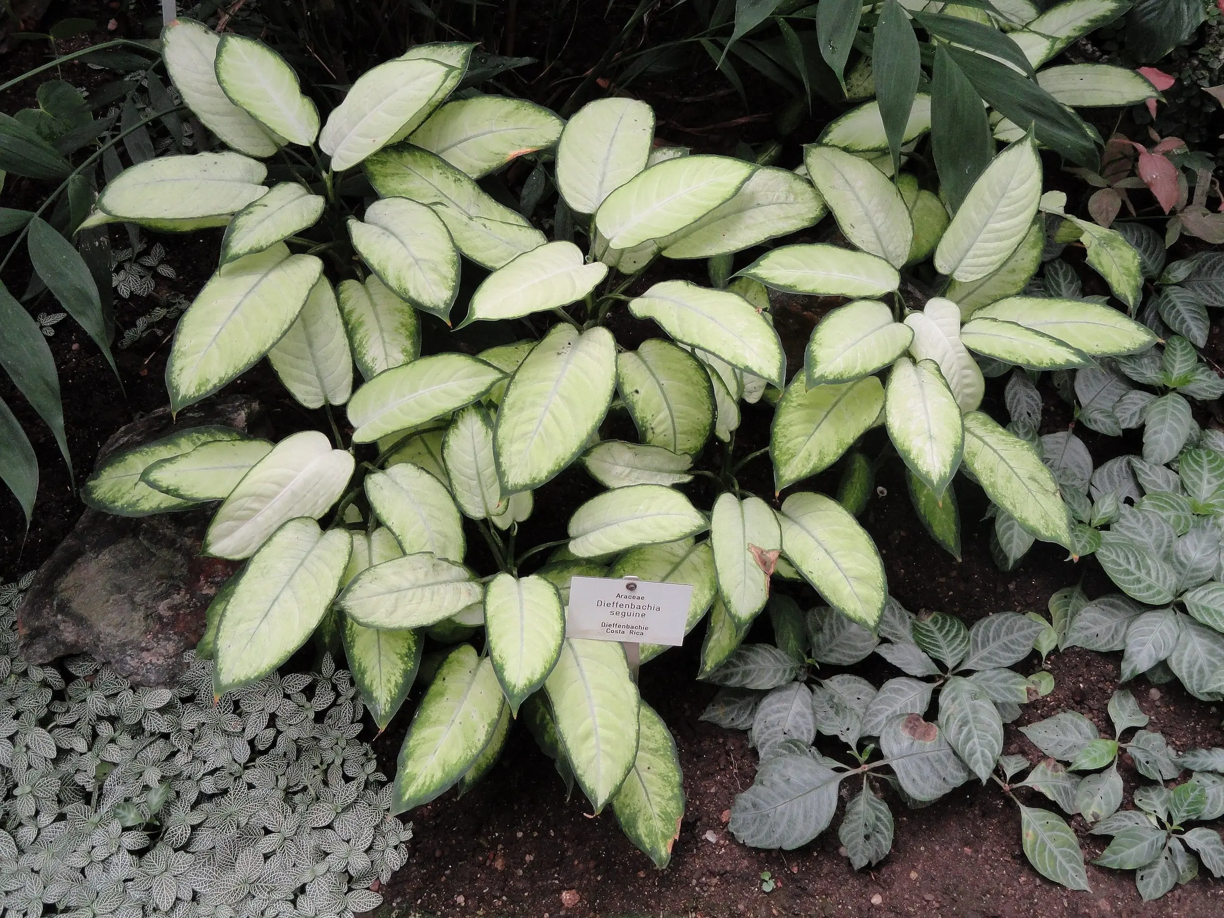 Dieffenbachia