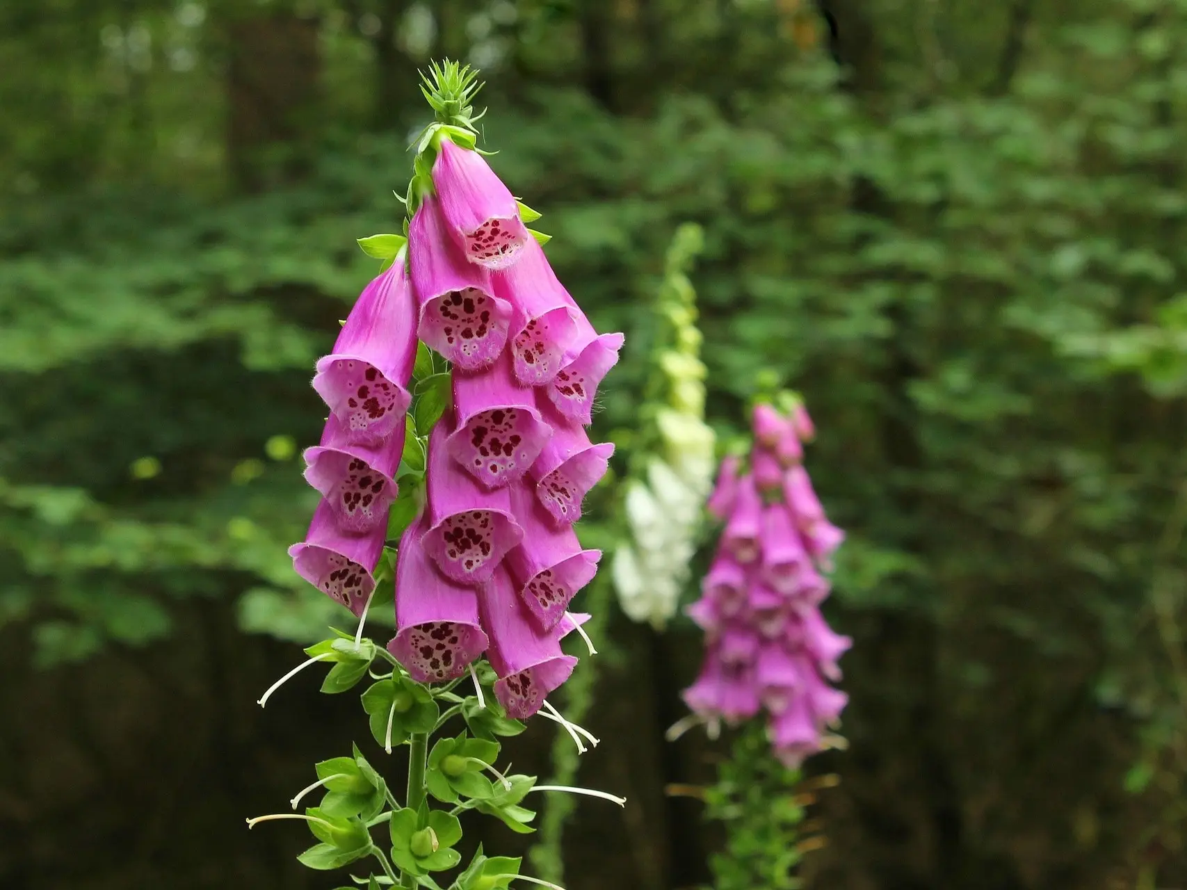 Foxglove