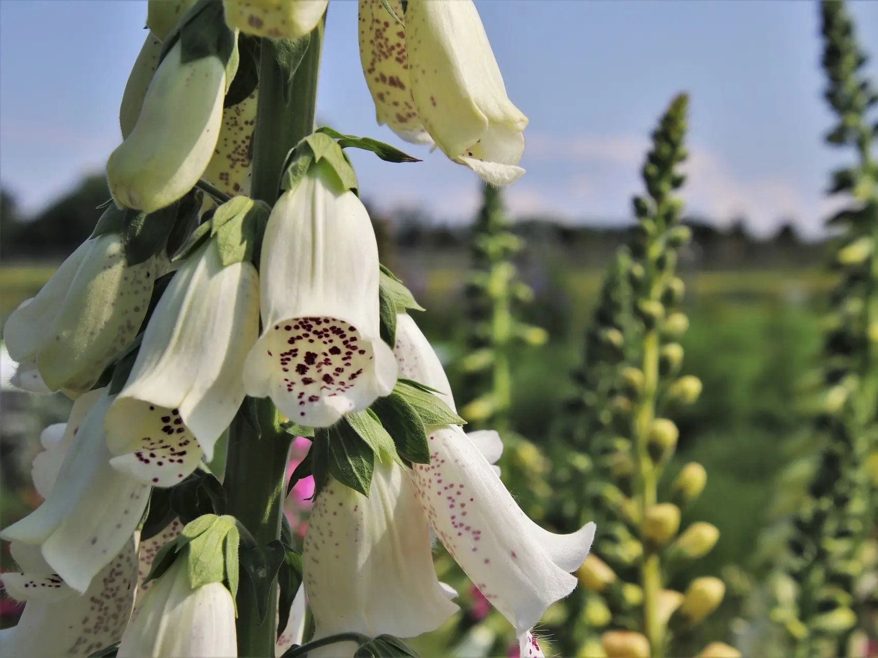 Foxglove