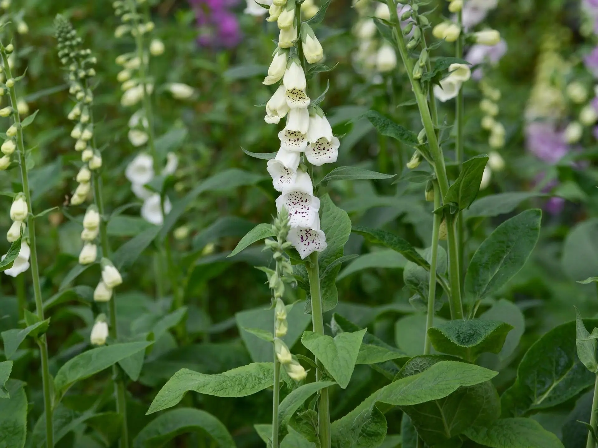 Foxglove