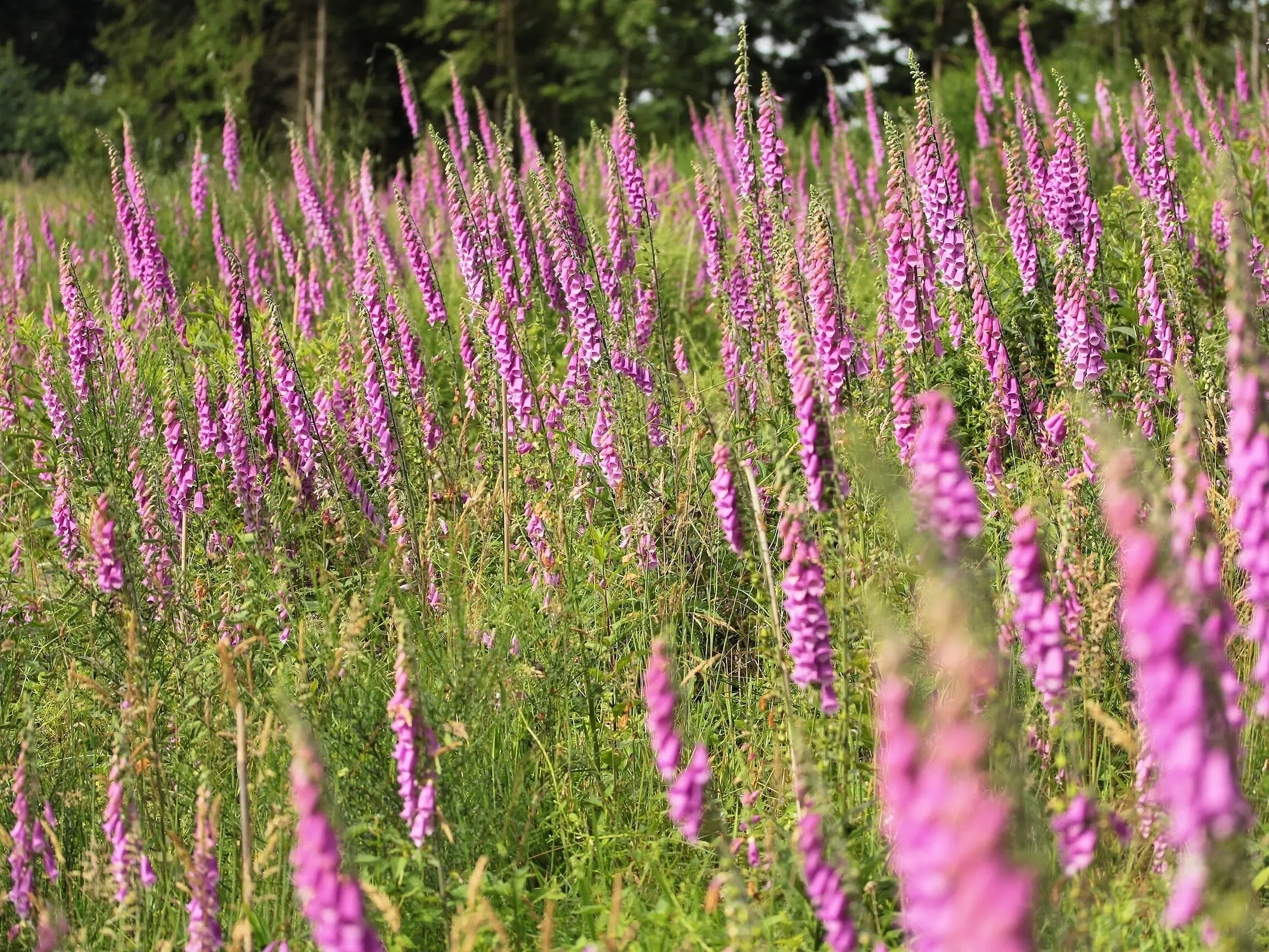 Foxglove