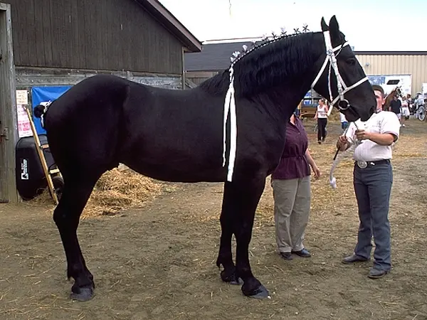 Diligencier Percheron Horse