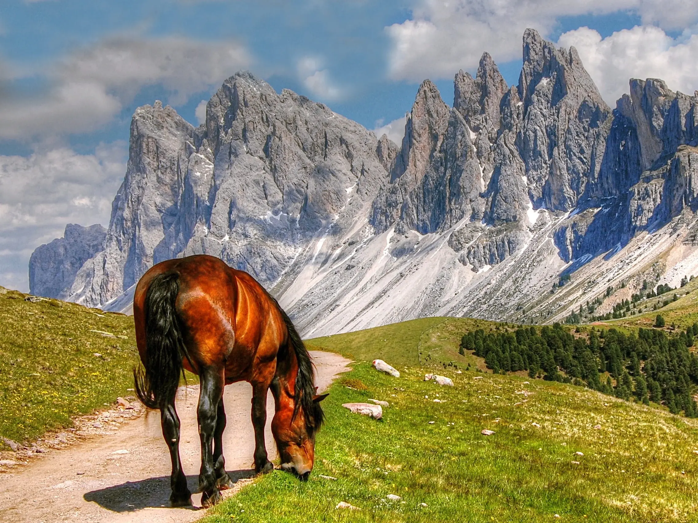 Horse grazing in a field with the Dolomite mountains in the background