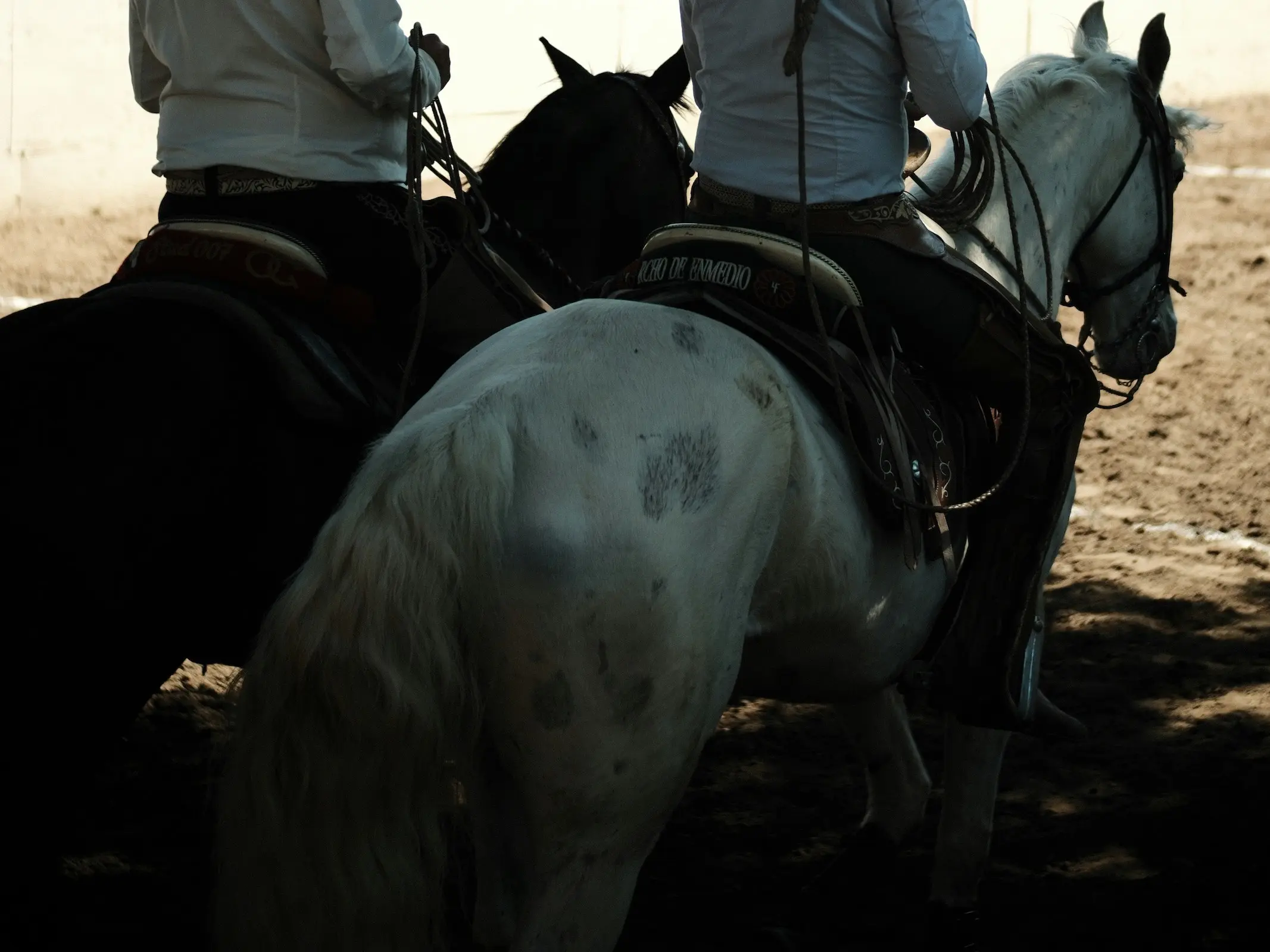 Dominant white pinto horse