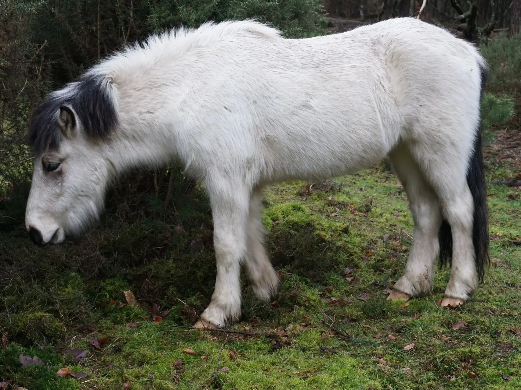 Dominant white pinto horse