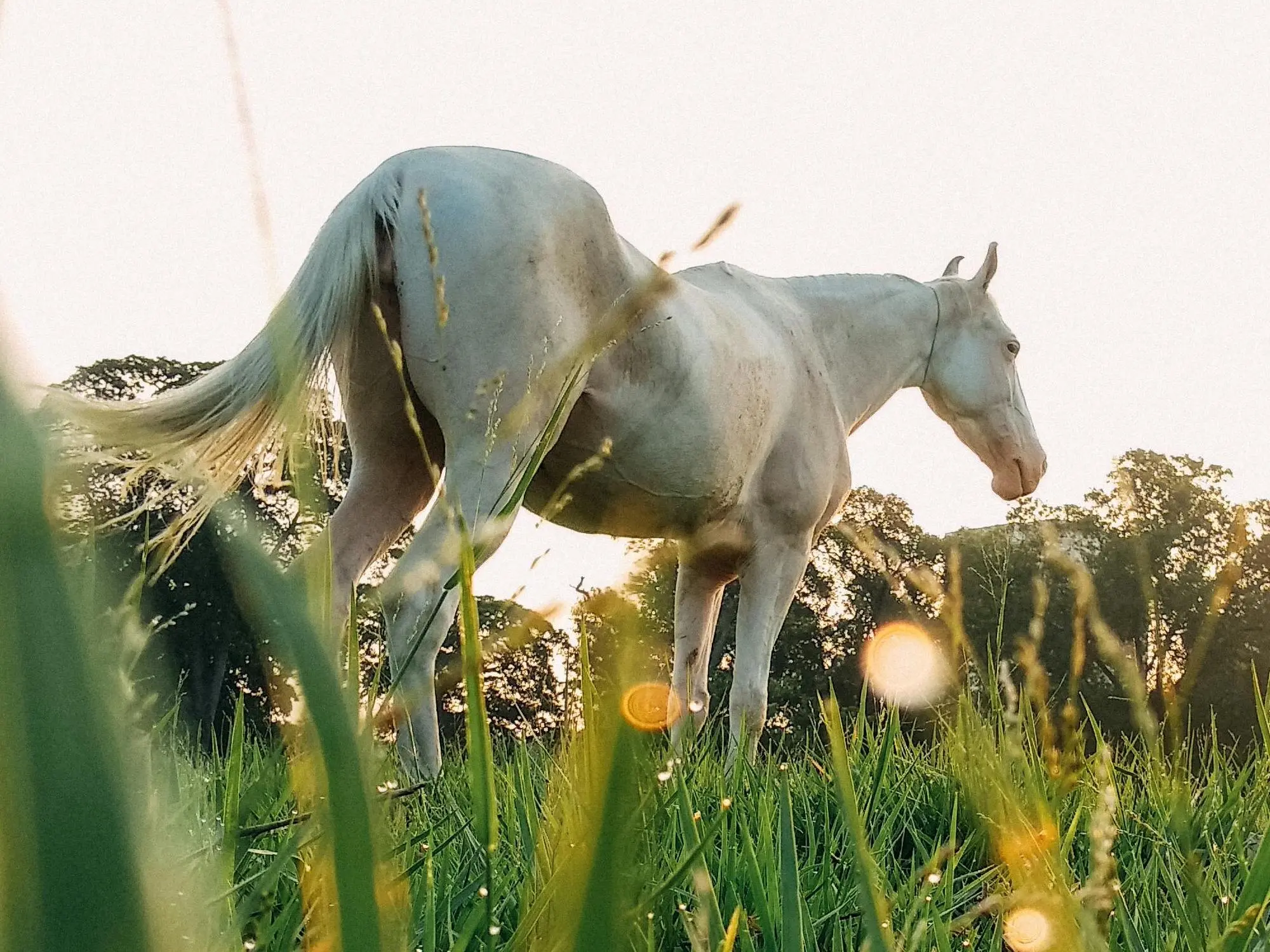 Dominant white horse