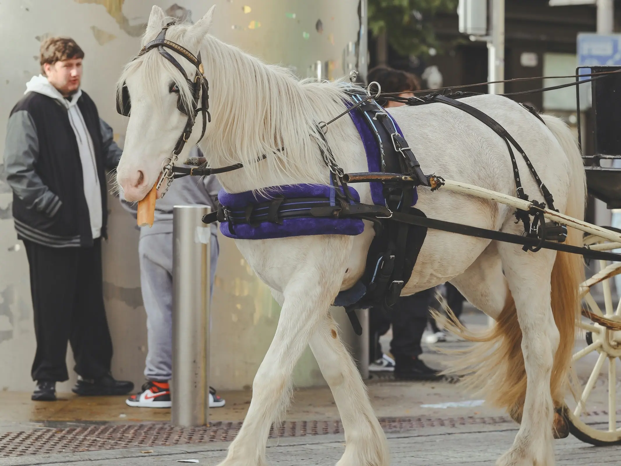 Dominant white horse