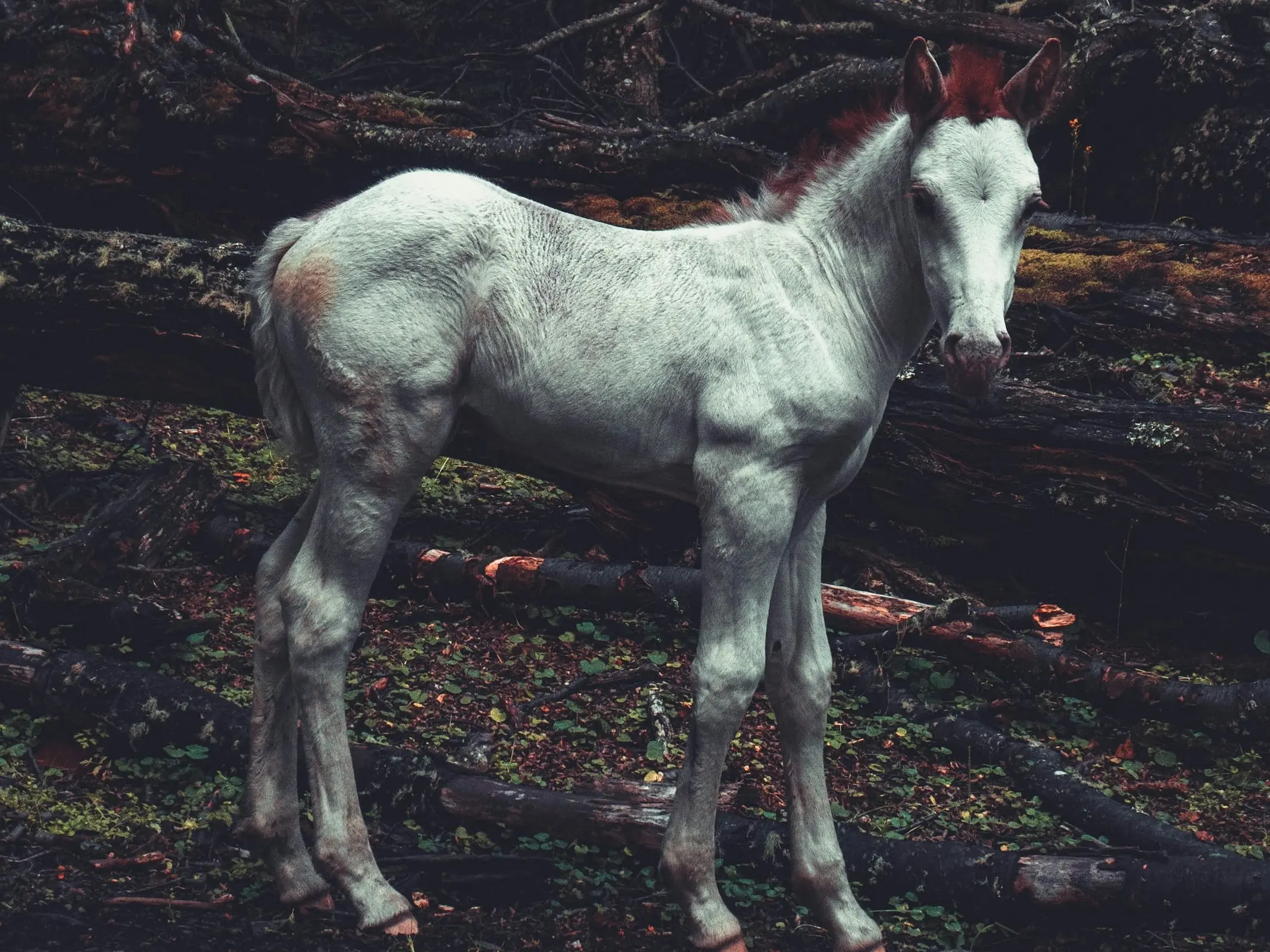 Dominant white horse