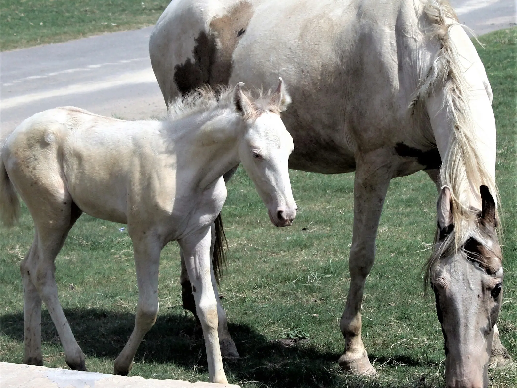 Dominant white horse