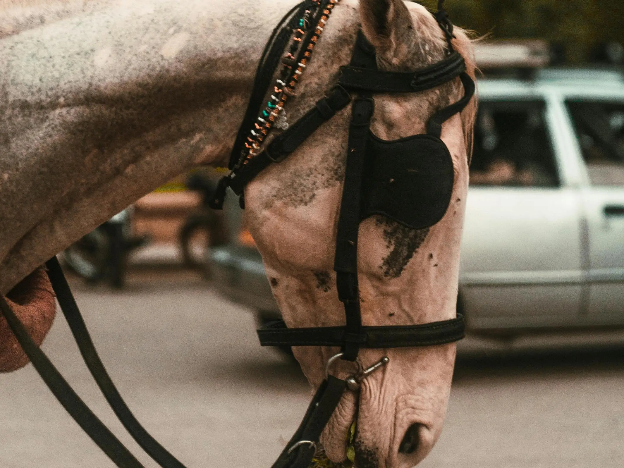 Few-spot leopard appaloosa horse