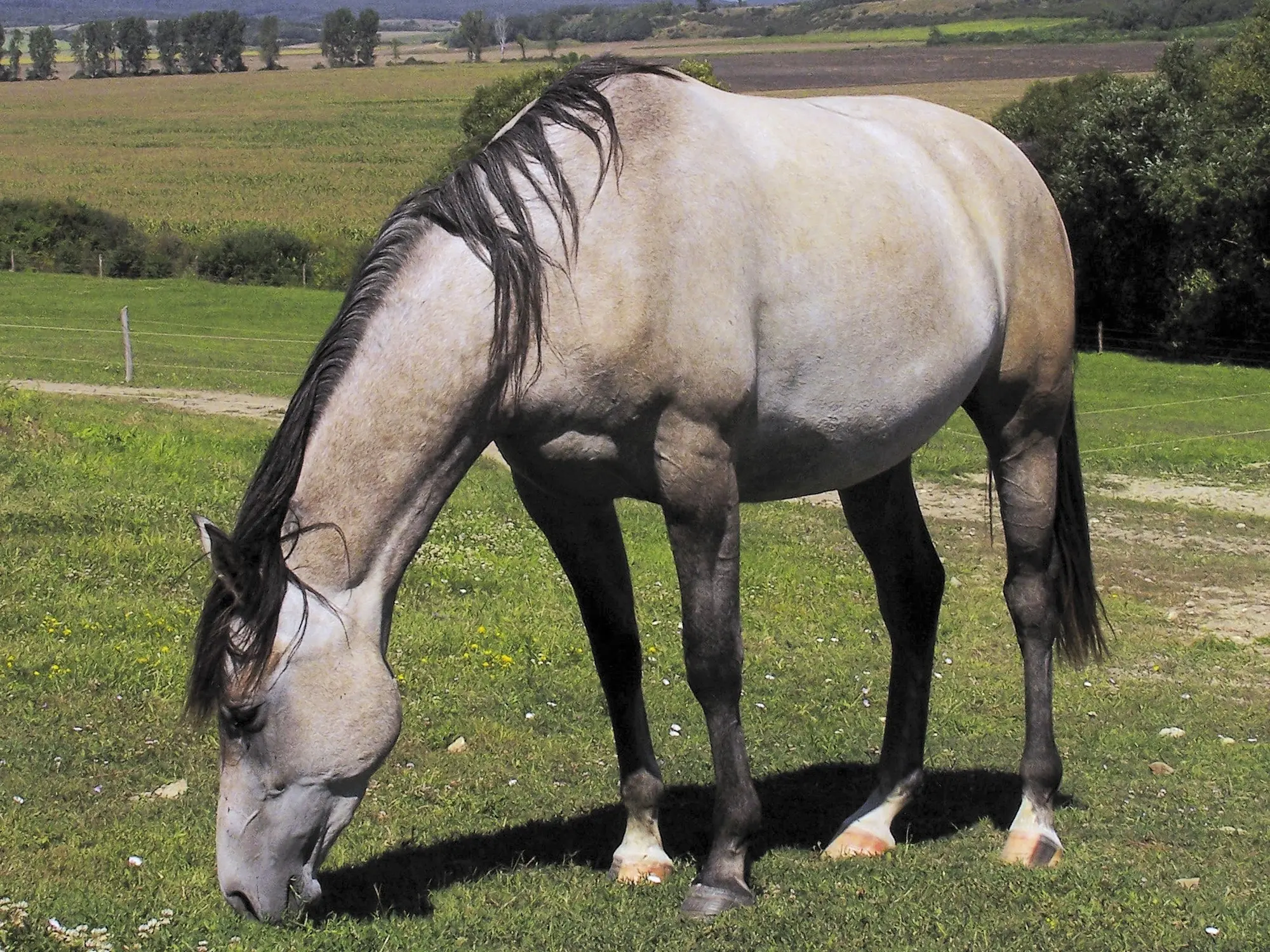 Dominant white horse