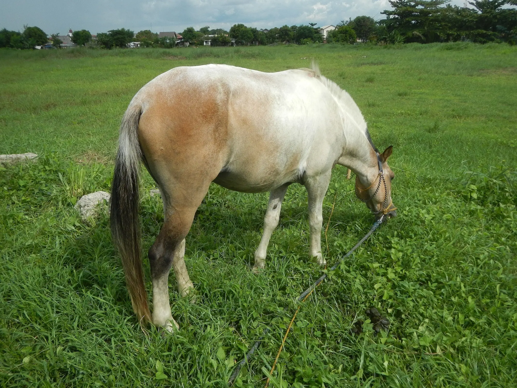 Dominant white horse