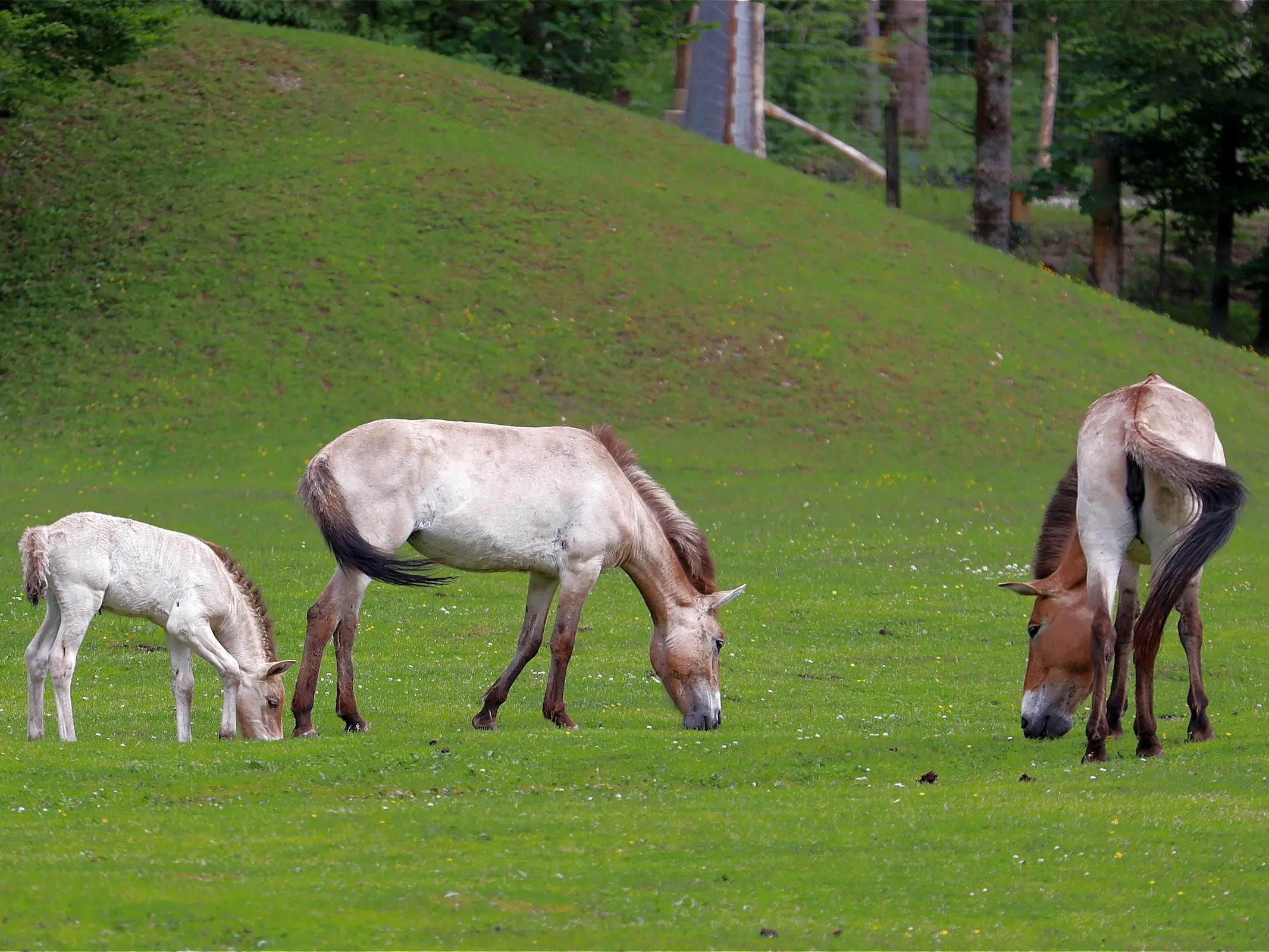 Dominant white horse