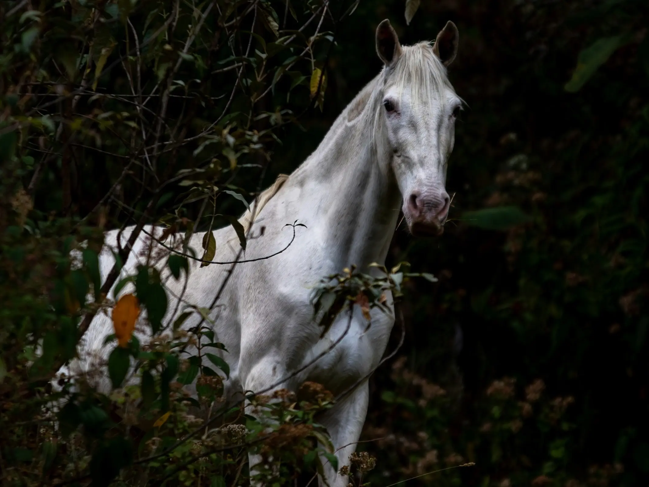 Dominant white horse