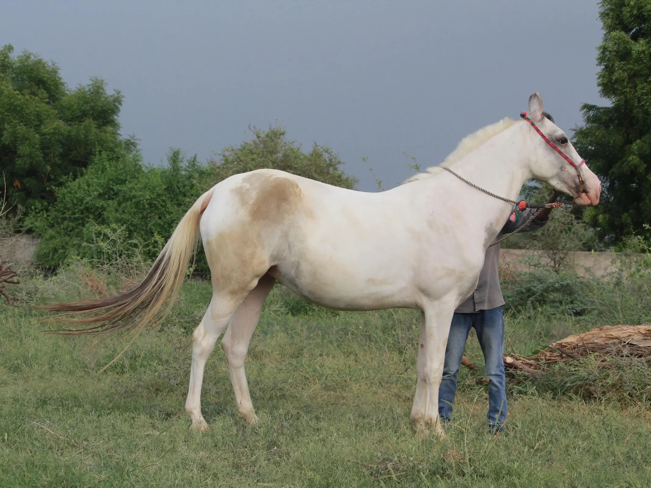 Dominant white pinto horse