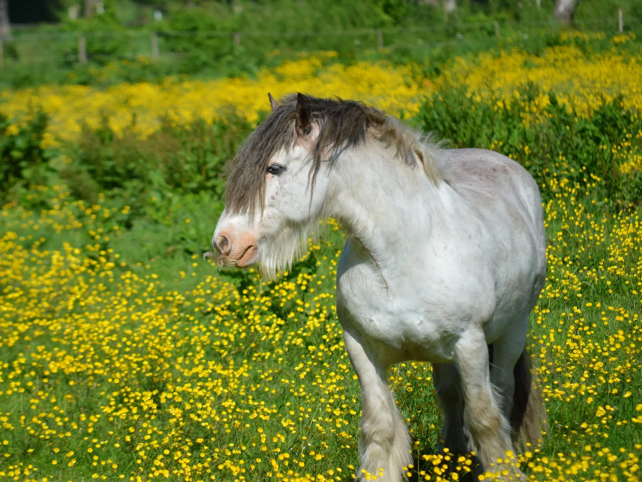 Dominant white pinto horse