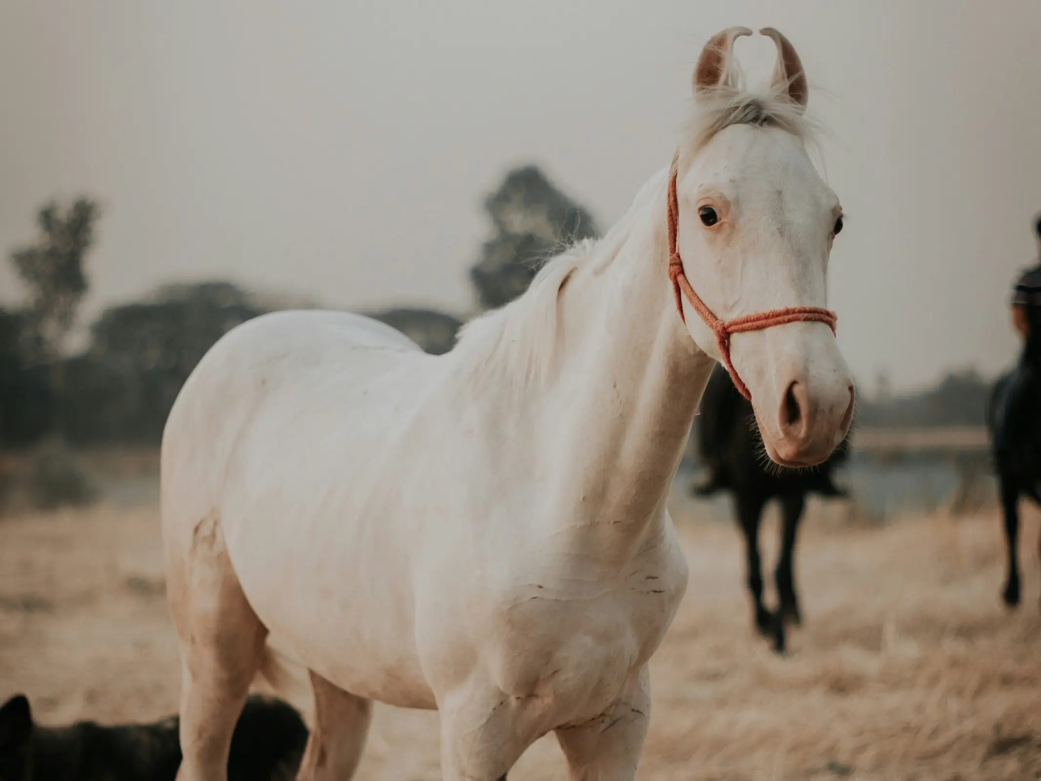 Dominant white horse