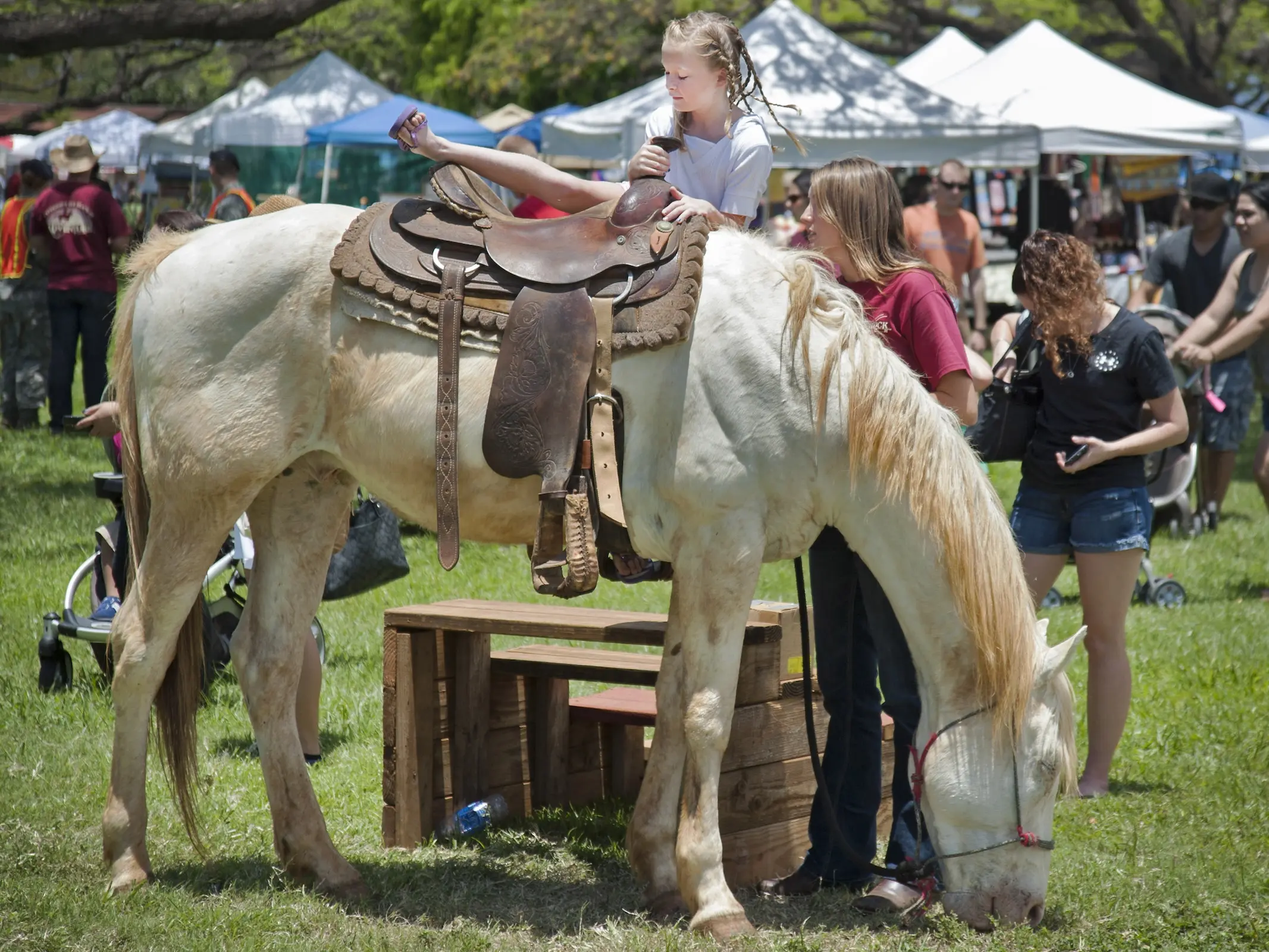 Dominant white horse