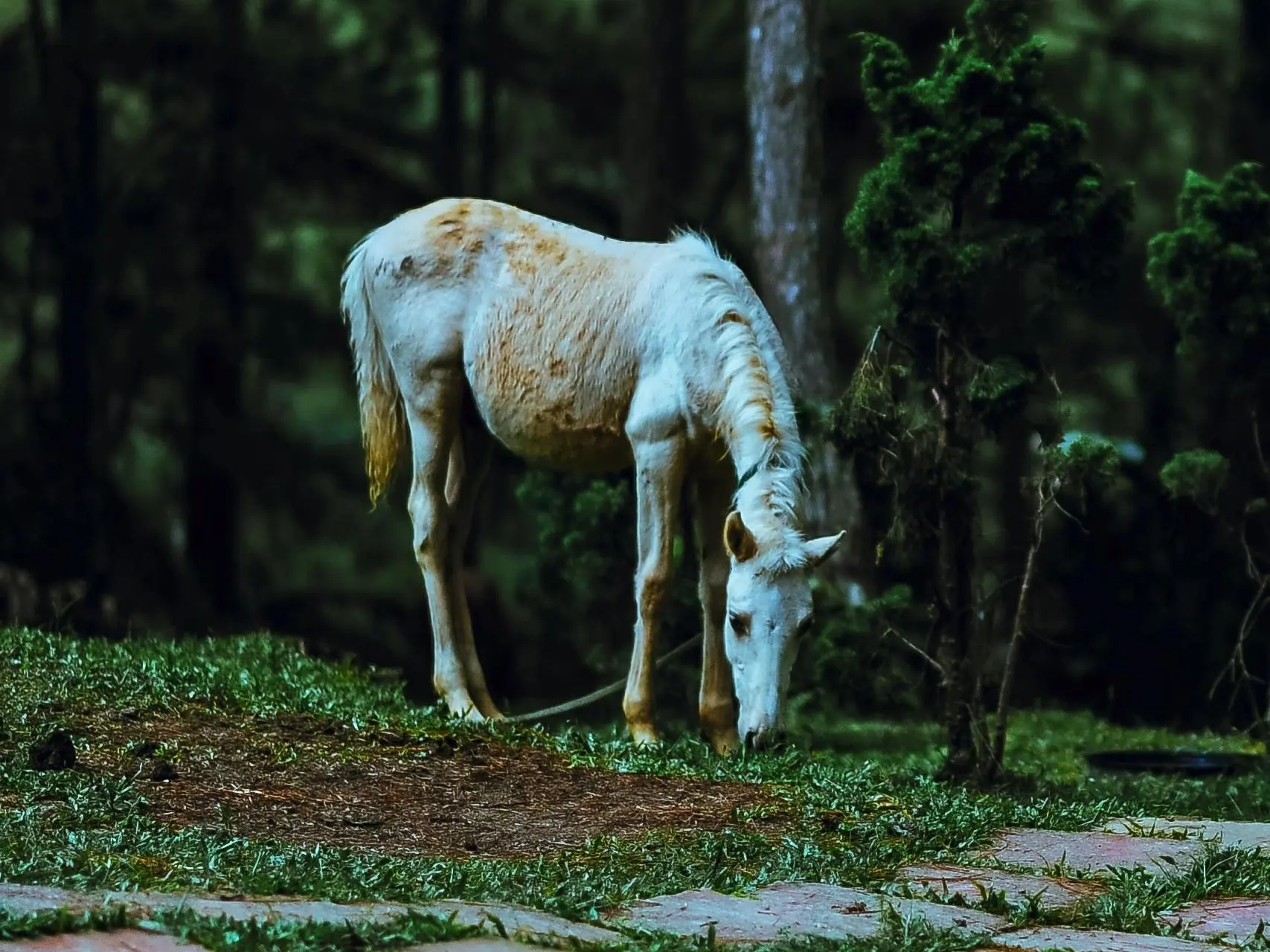 Dominant white horse