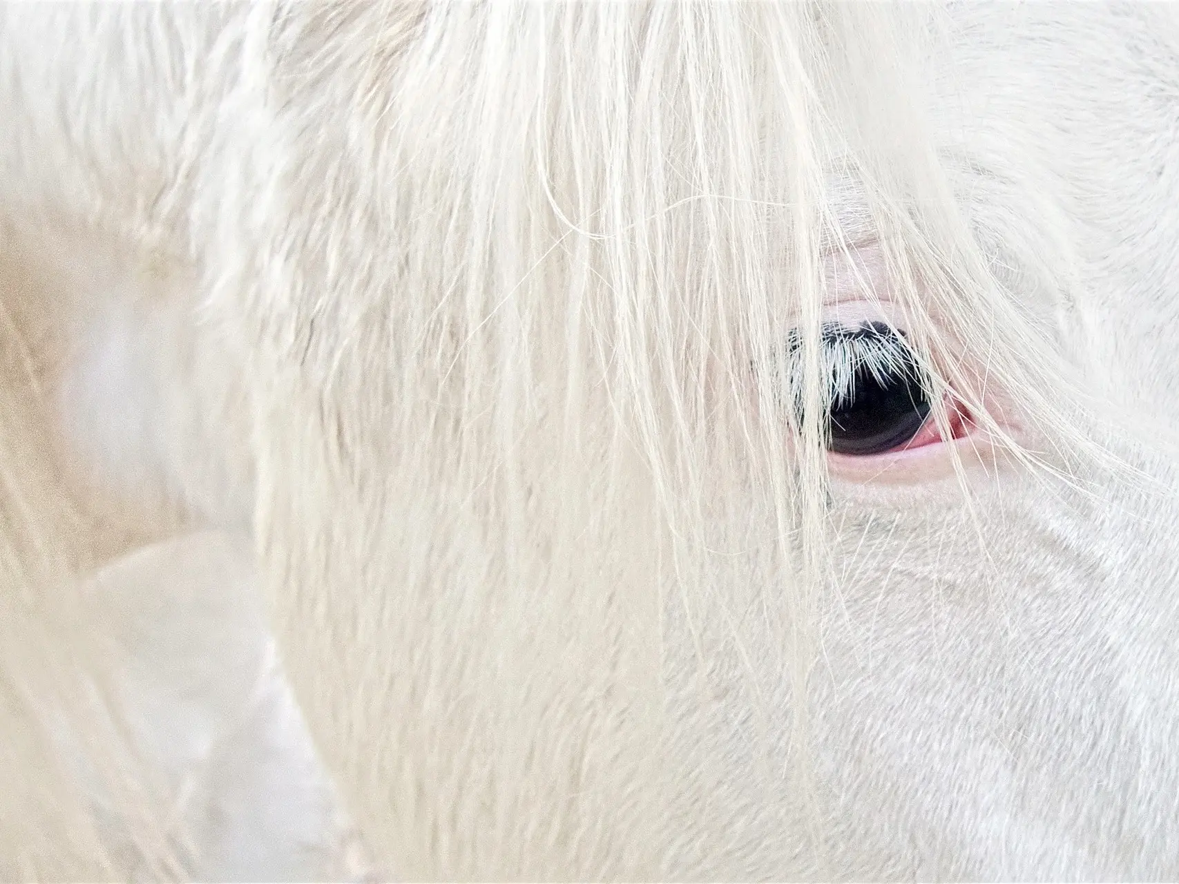 Dominant white horse