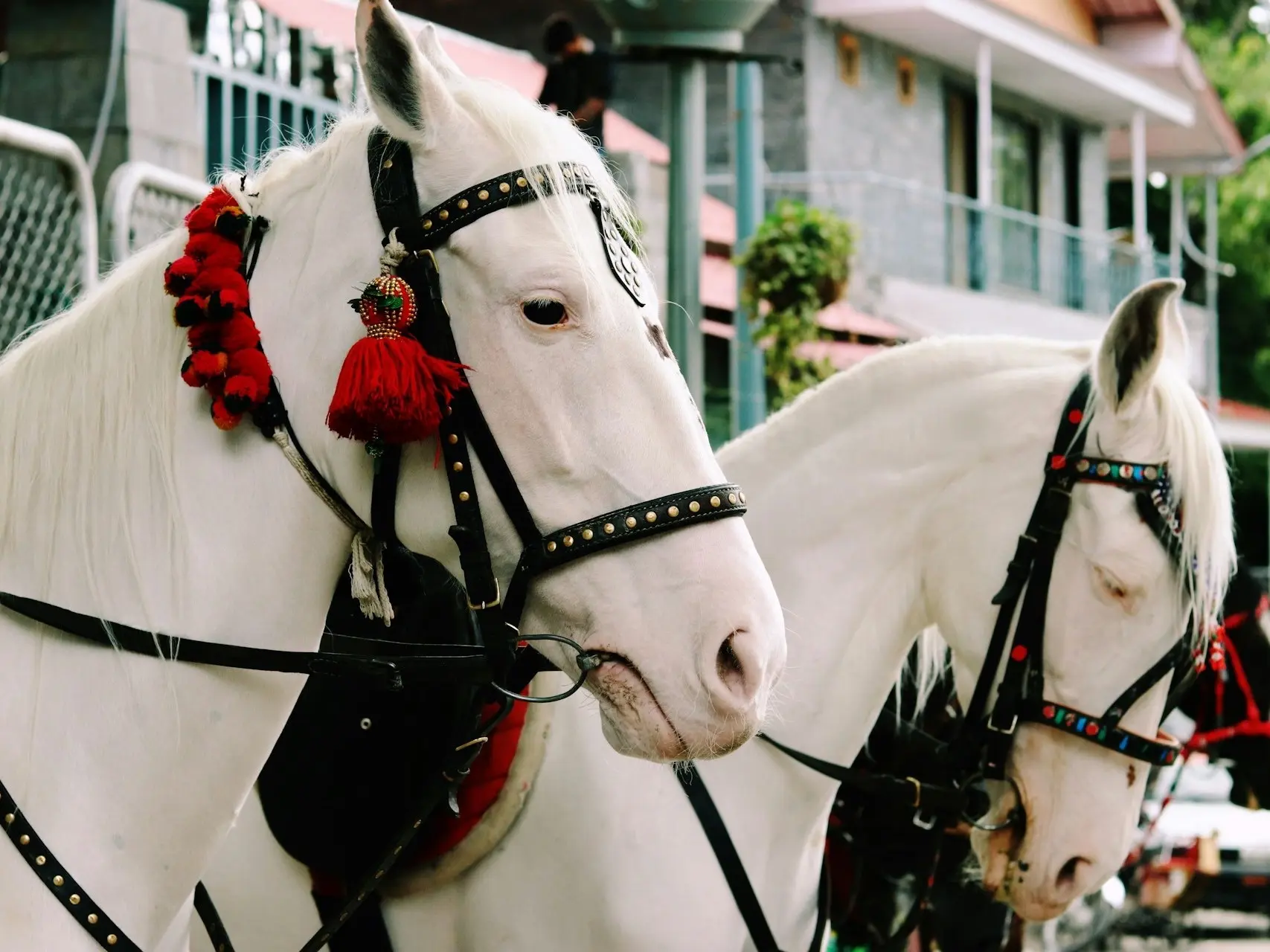 Dominant white horses