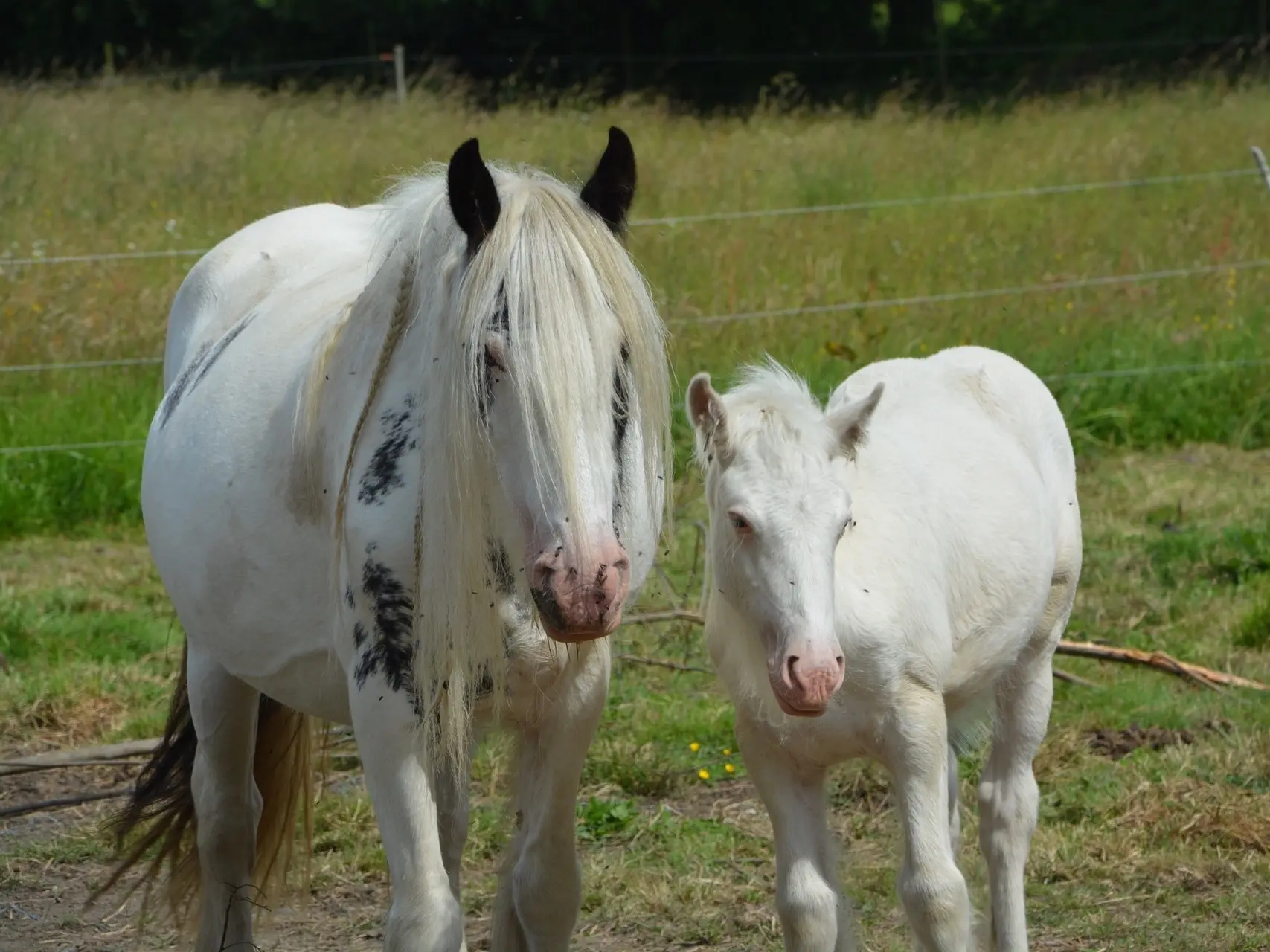 Dominant white pinto Horse