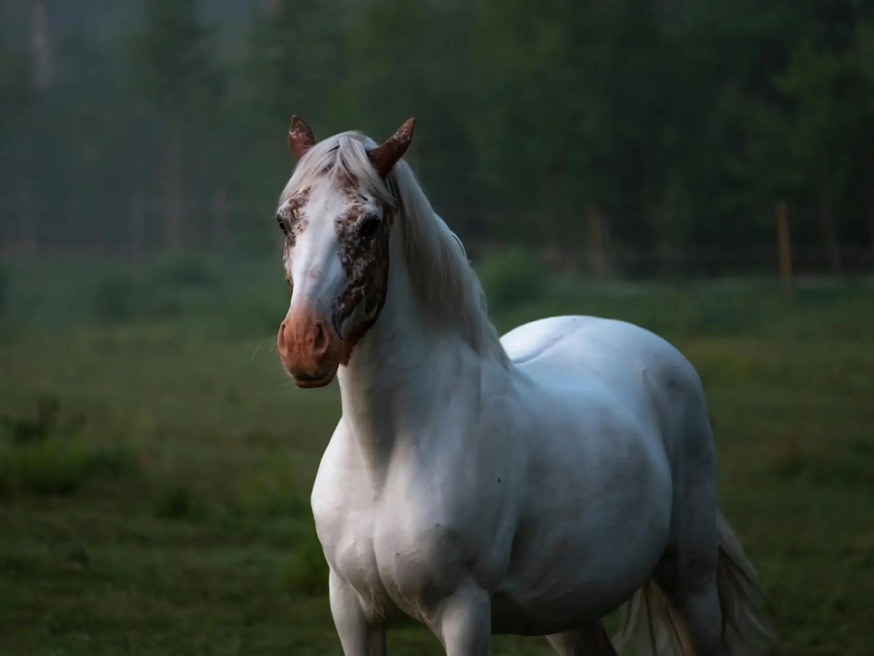 Dominant white pinto horse