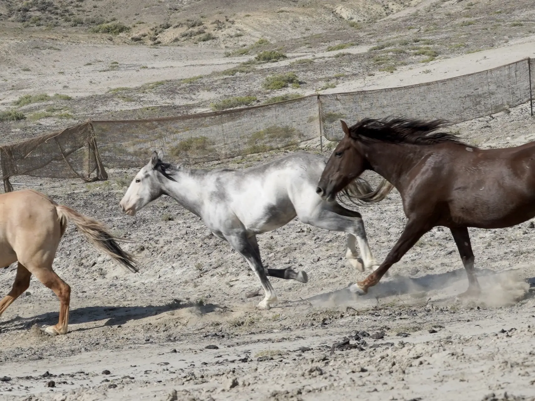 Dominant white pinto horse