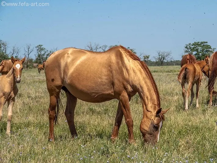 Horse