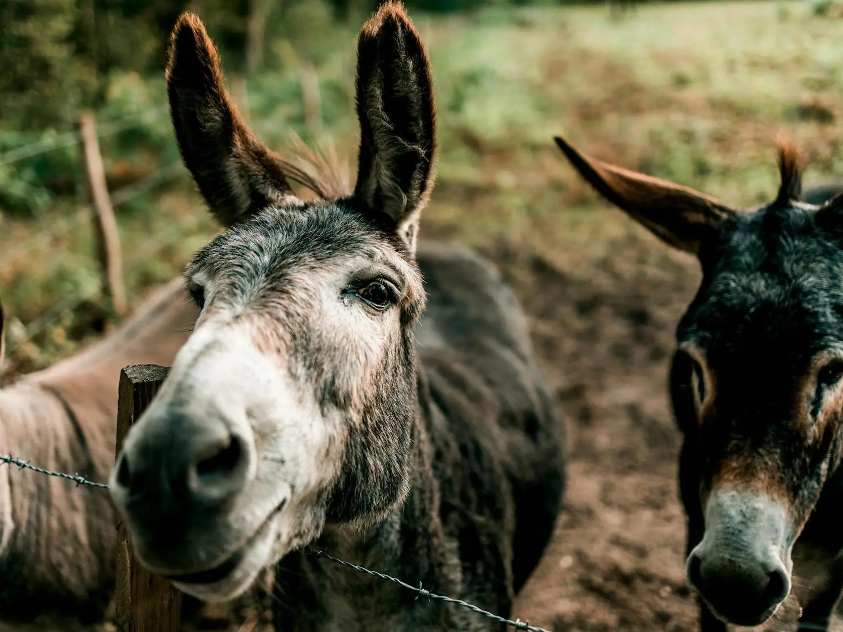 Two donkeys sticking their noses at the camera