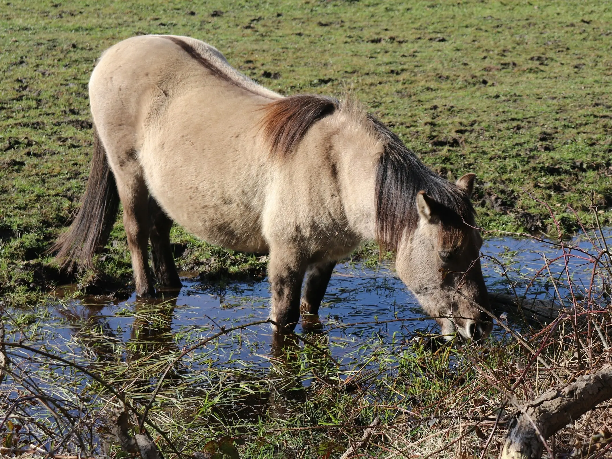 Dun dorsal stripe