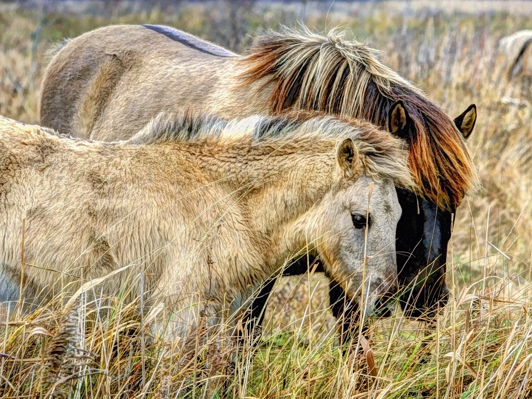 Dun dorsal stripe