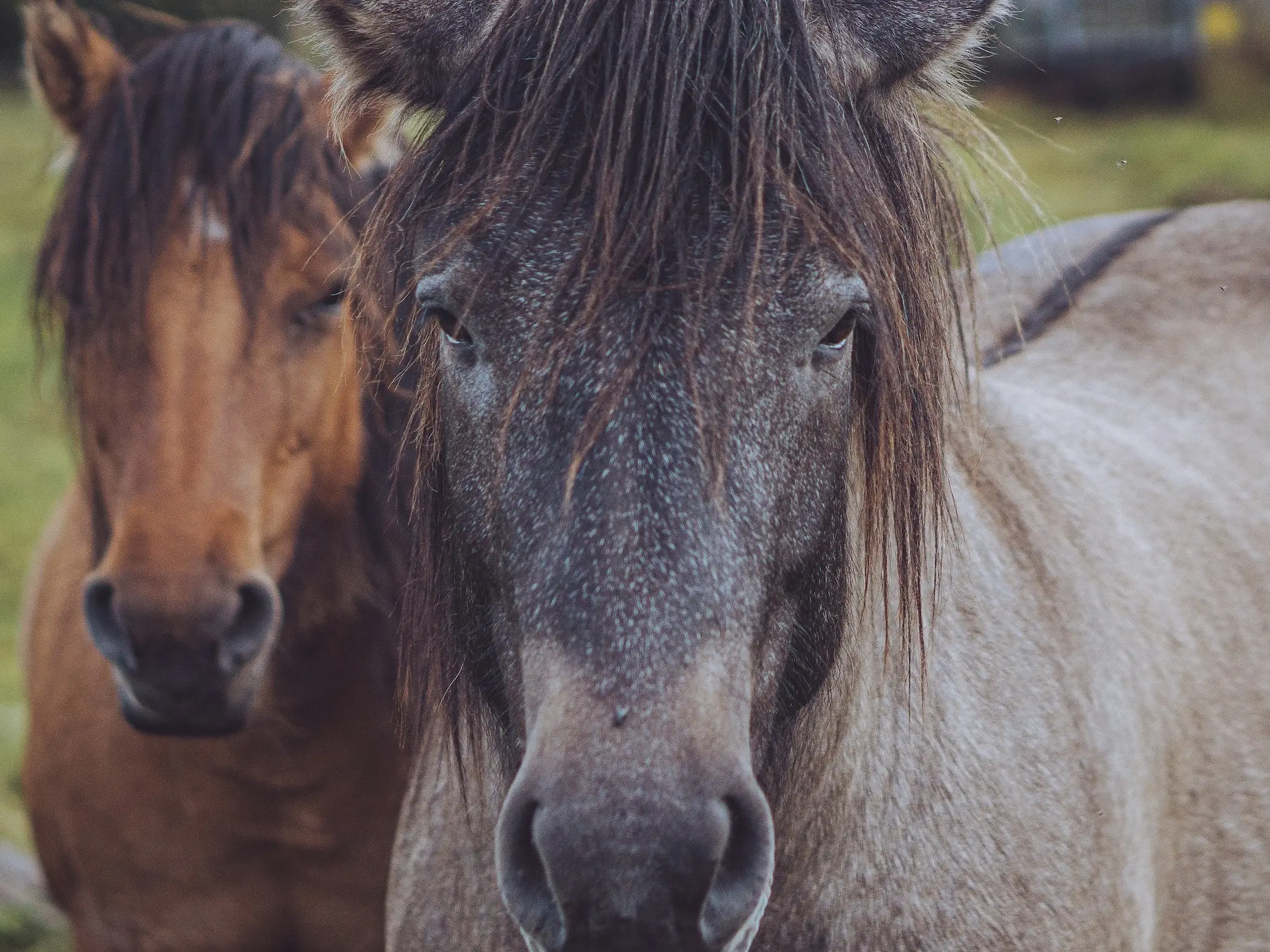 Dun dorsal stripe