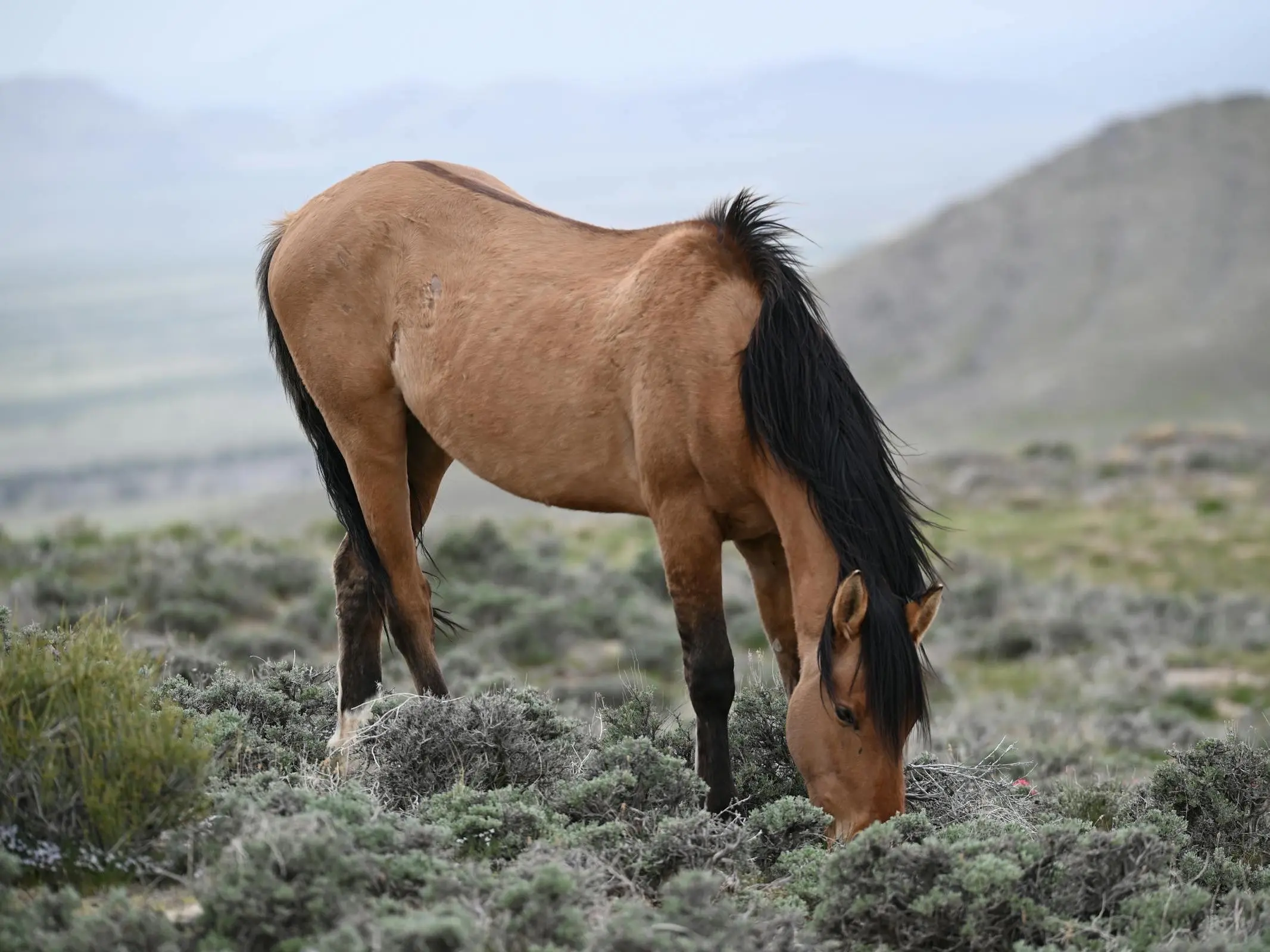 Dun dorsal stripe