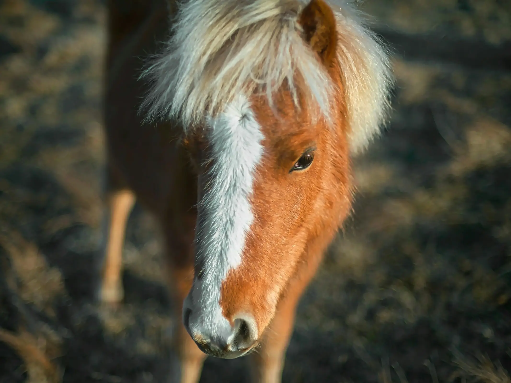 Dosanko Horse