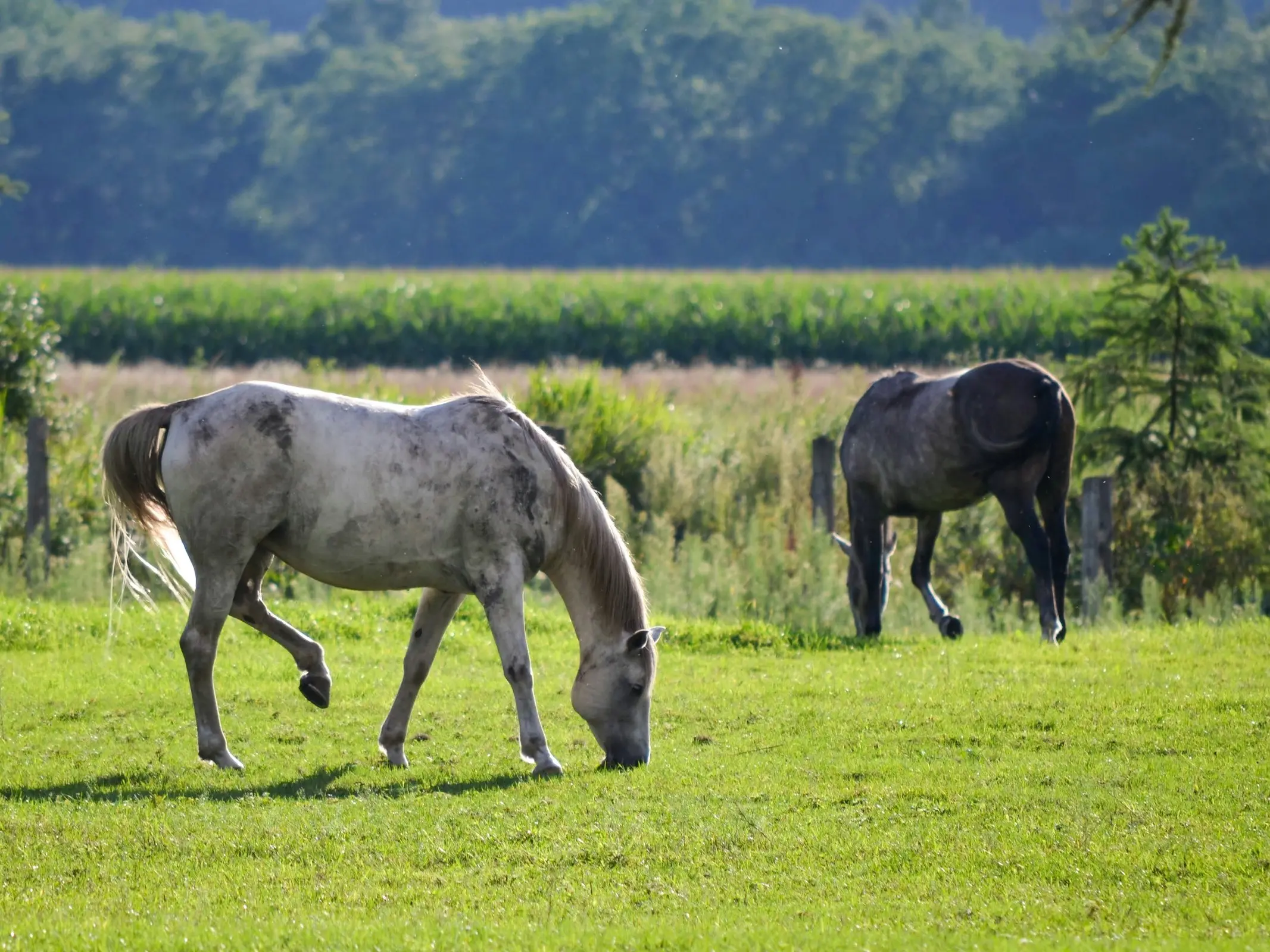 Dosanko Horse