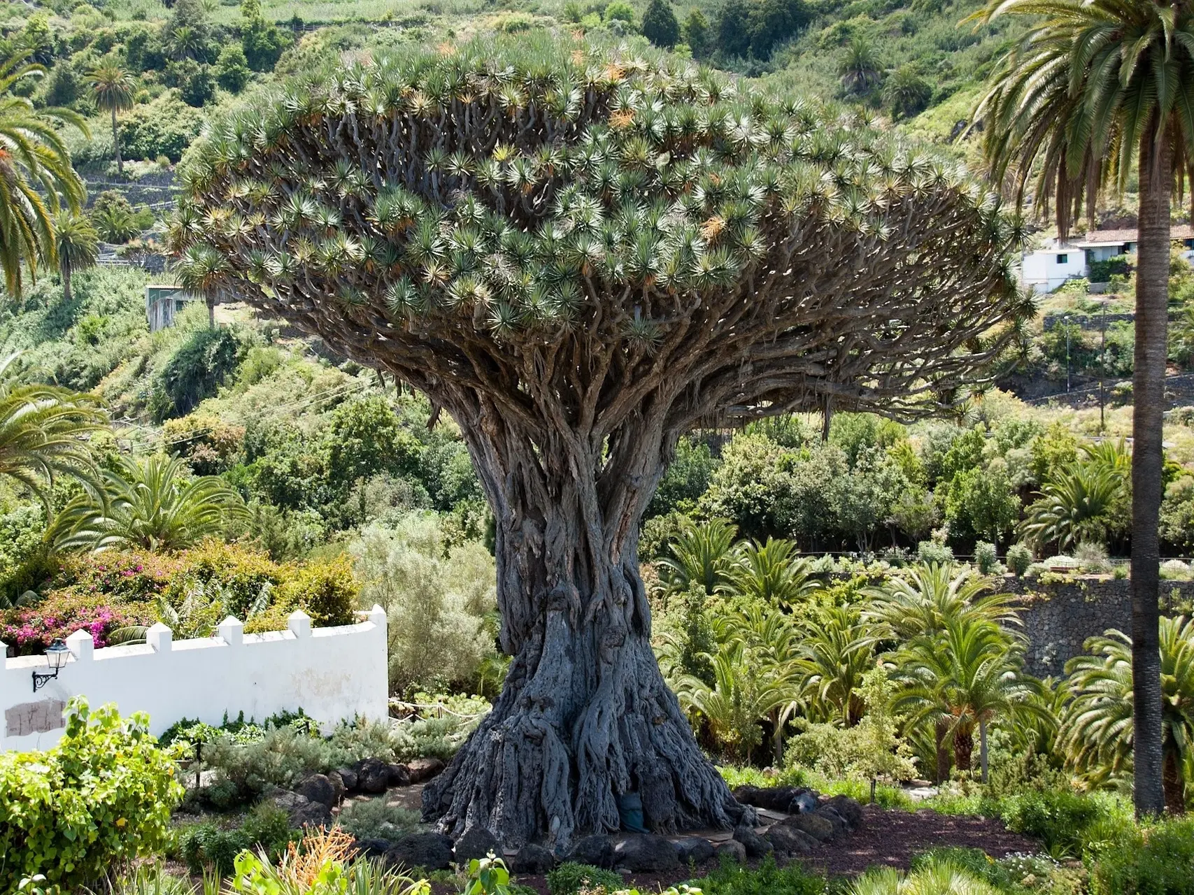 Dracaena Palm