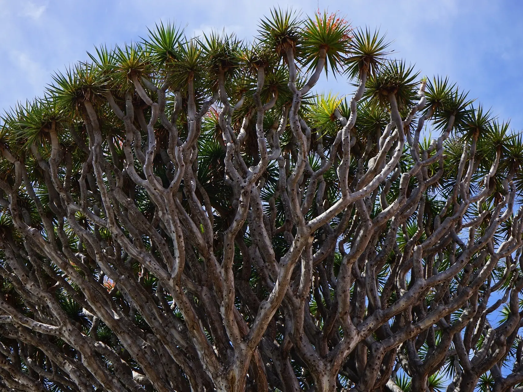 Dracaena Palm