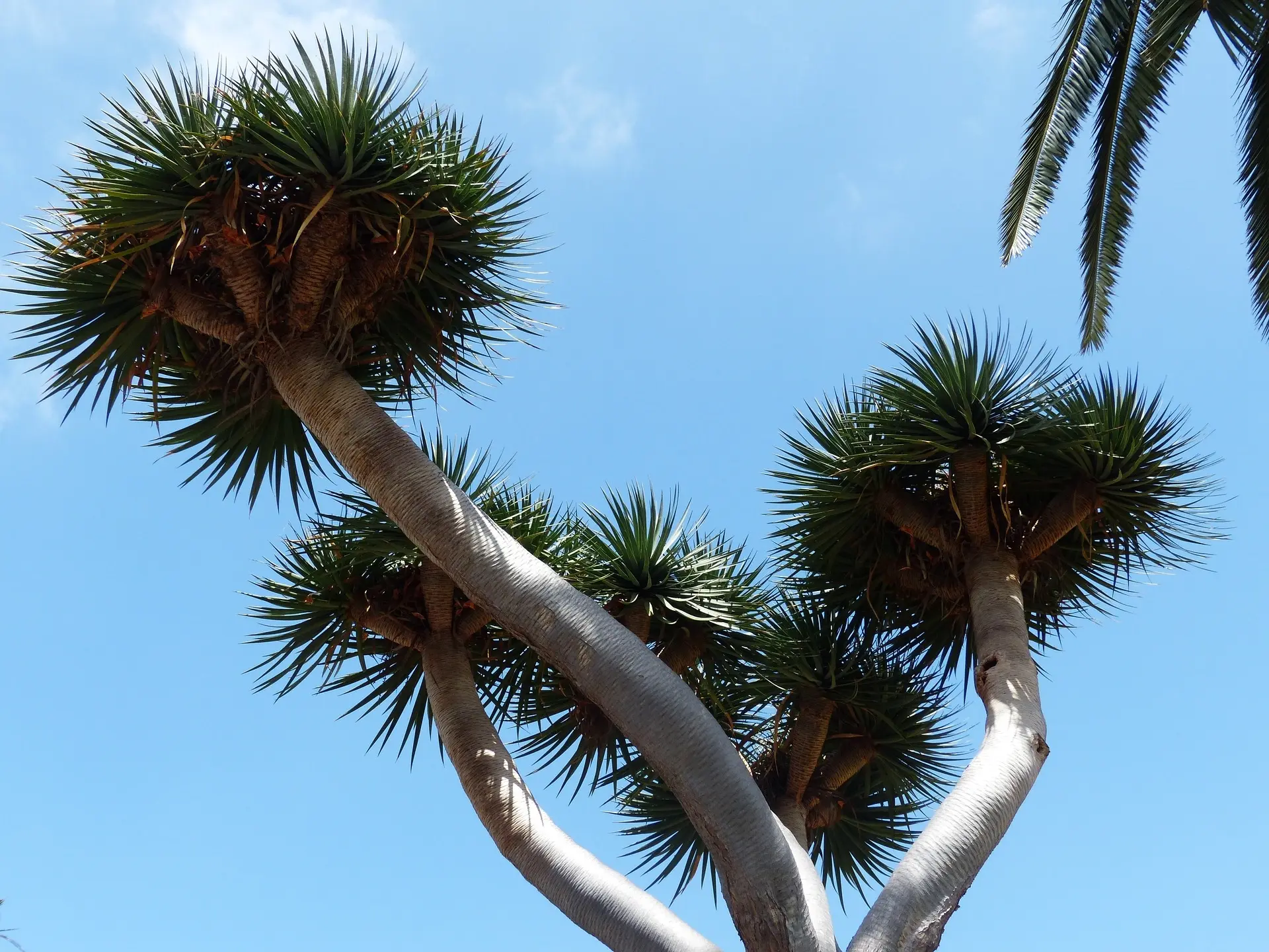 Dracaena Palm