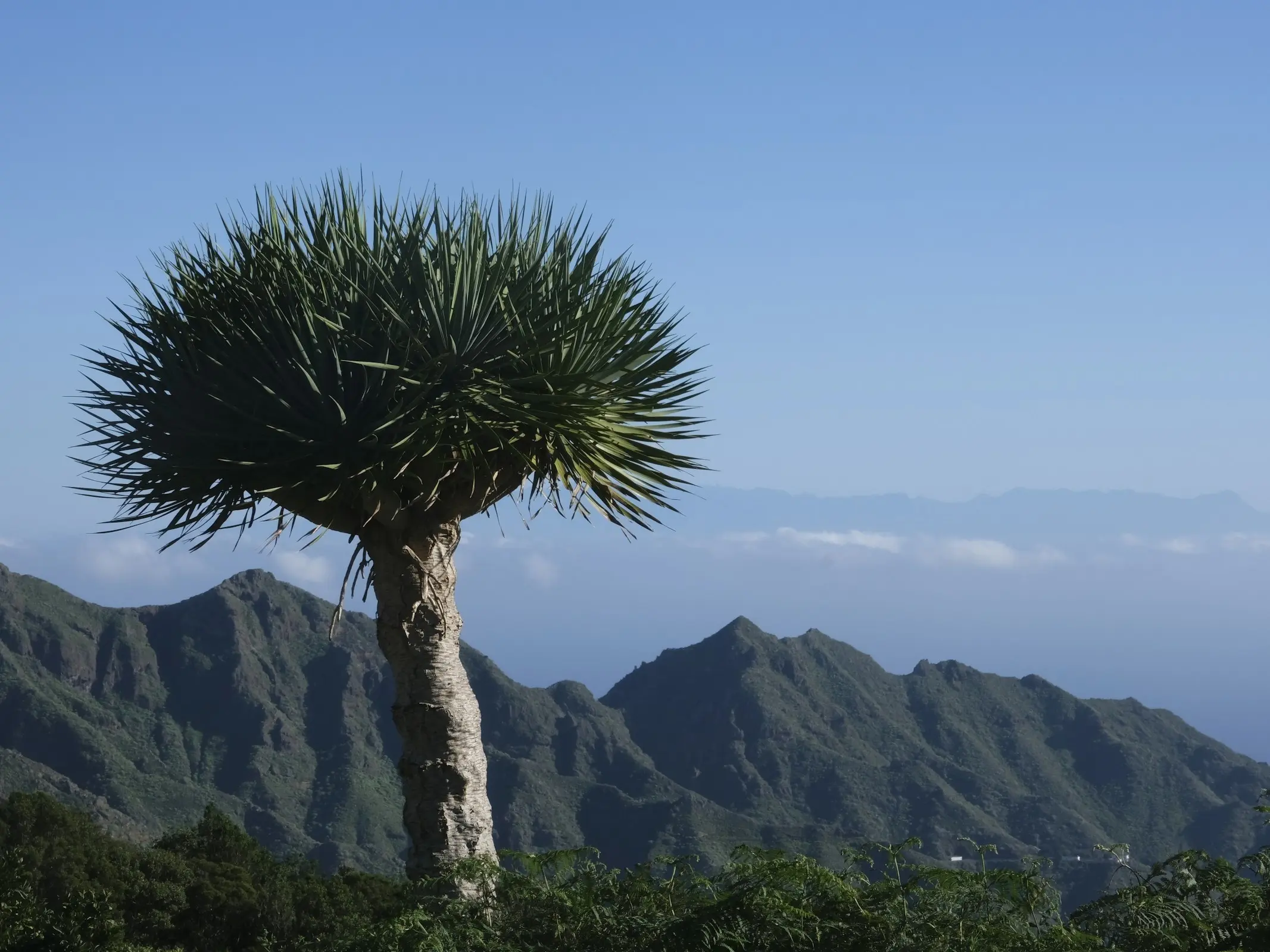 Dracaena Palm