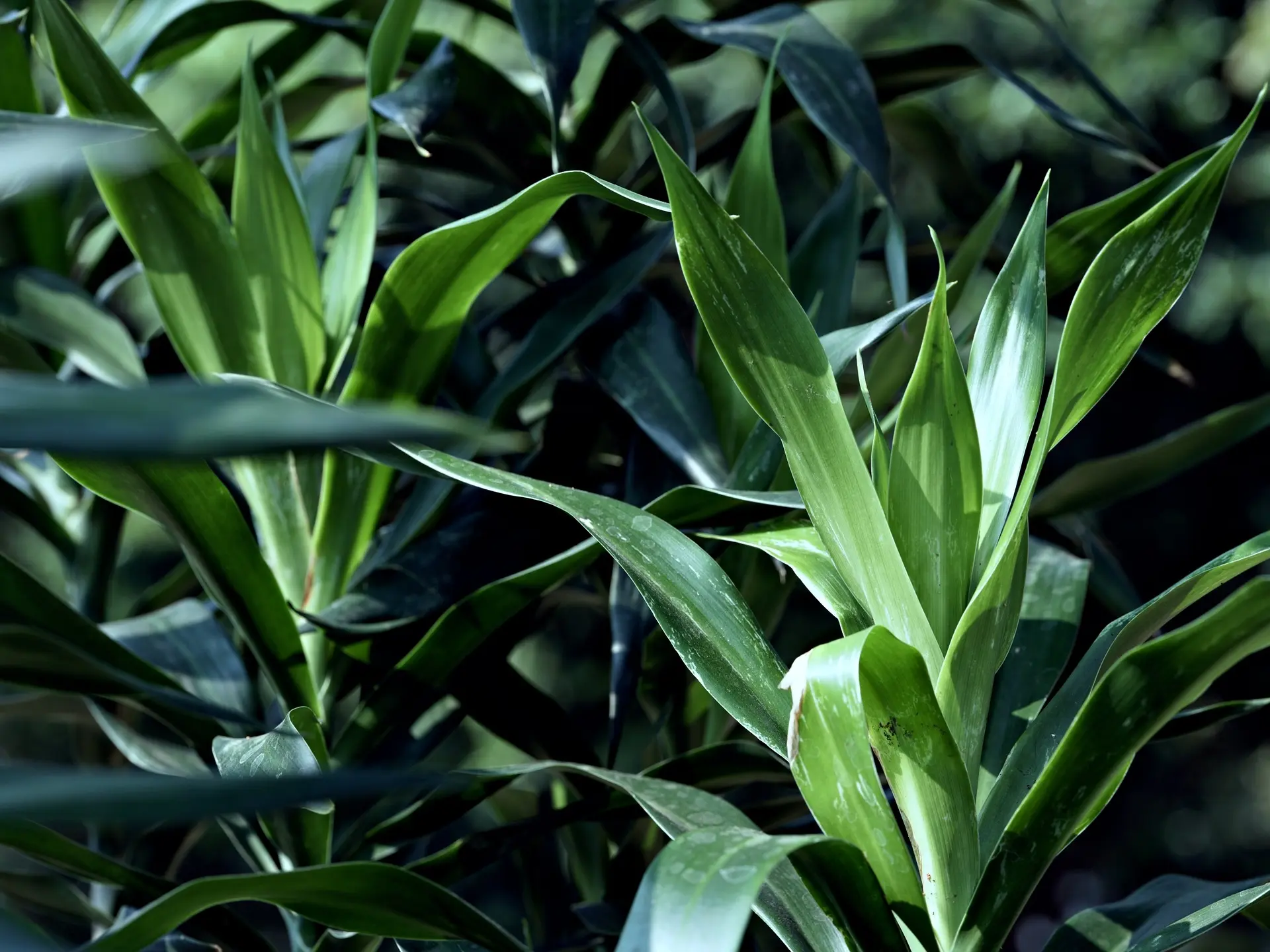 Corn Plant