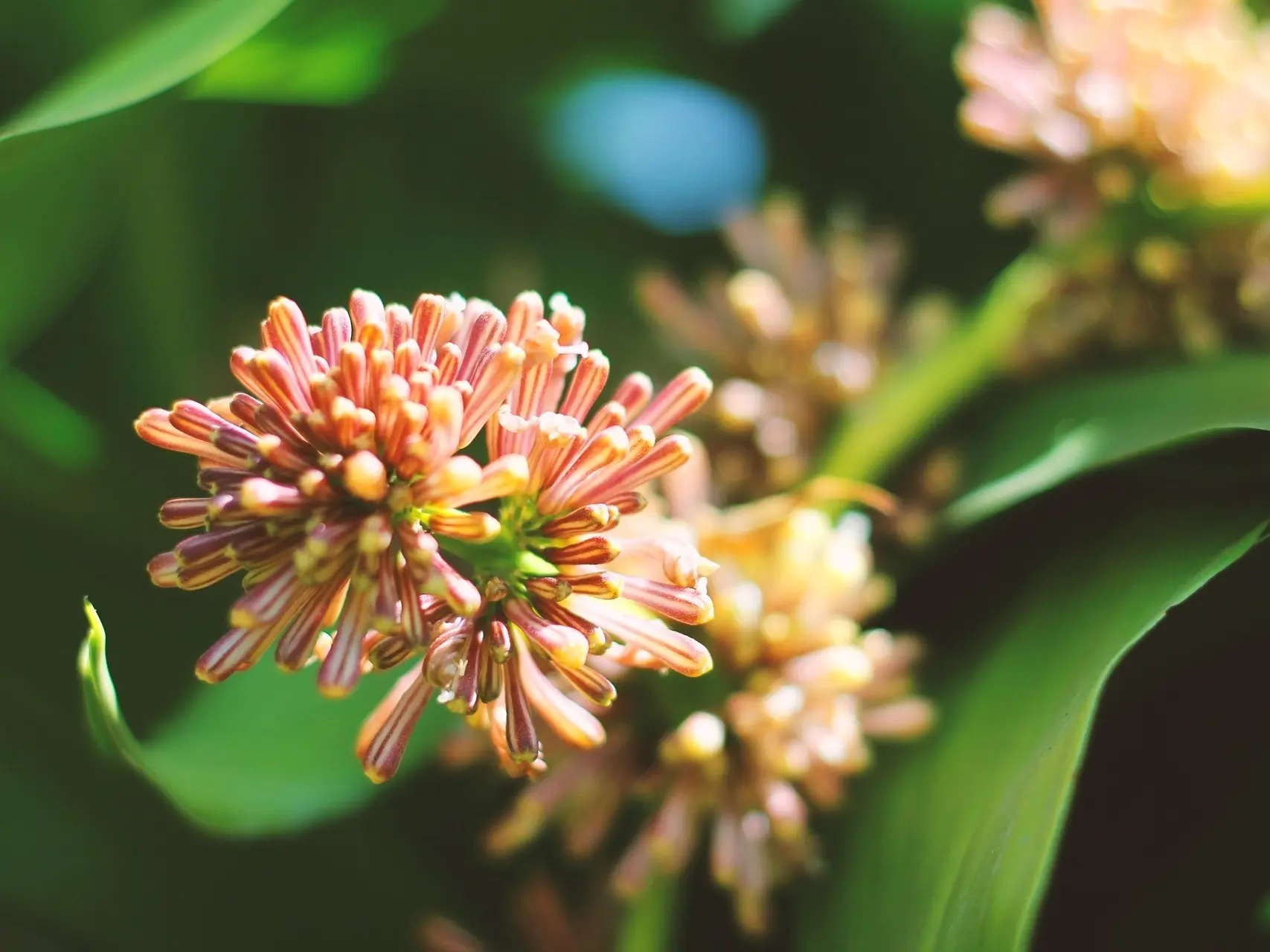 Corn Plant