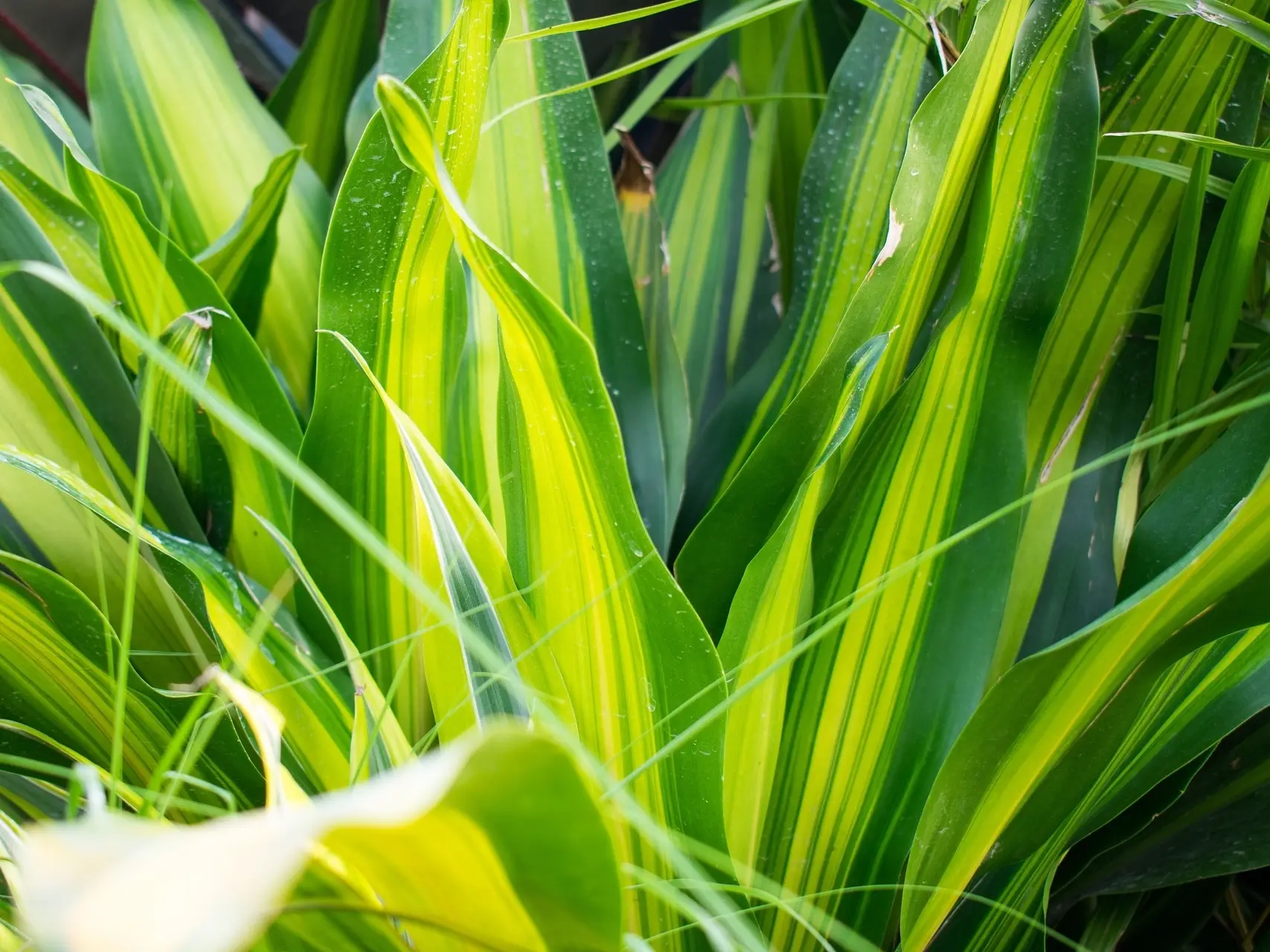 Corn Plant